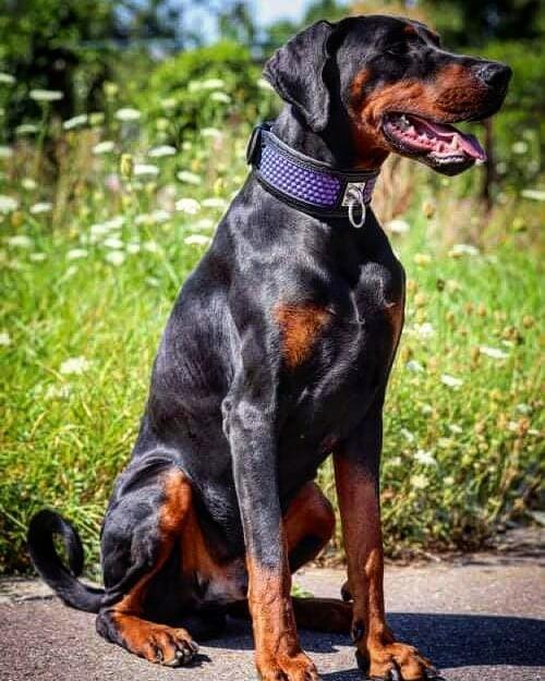 Bestia Dog Gear Genuine Leather Dog Collar - Image 4