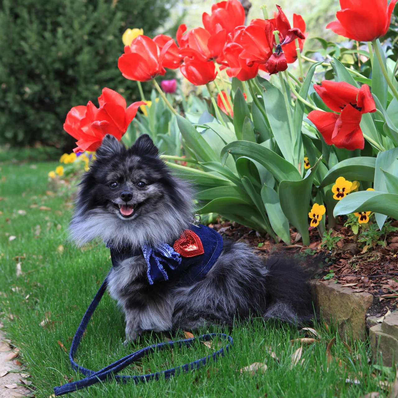 The Hollywood Frayed Collar (Harness Vest Sold Separately) - Image 5