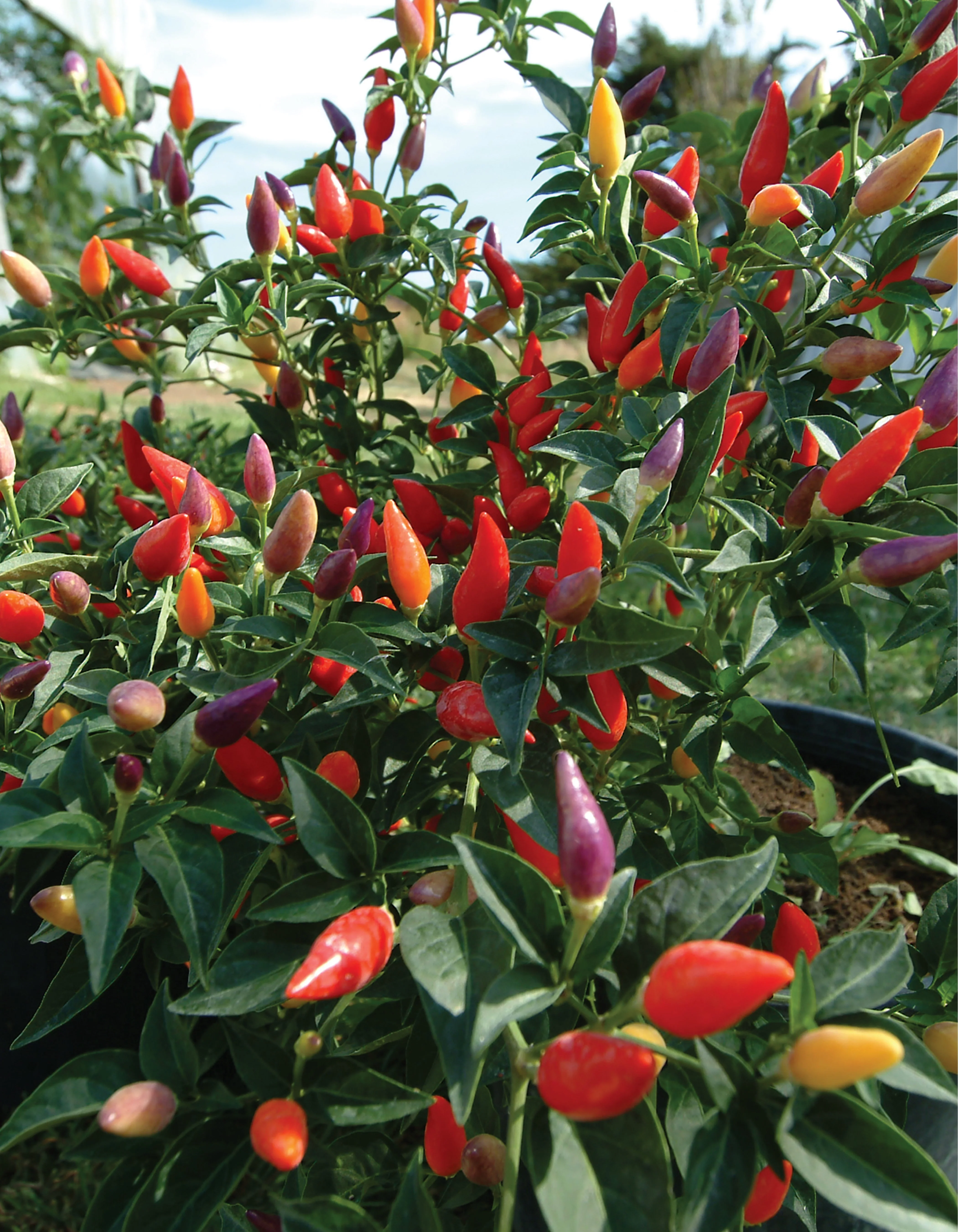 The Hot Book of Chilies, 3rd Edition - Image 2