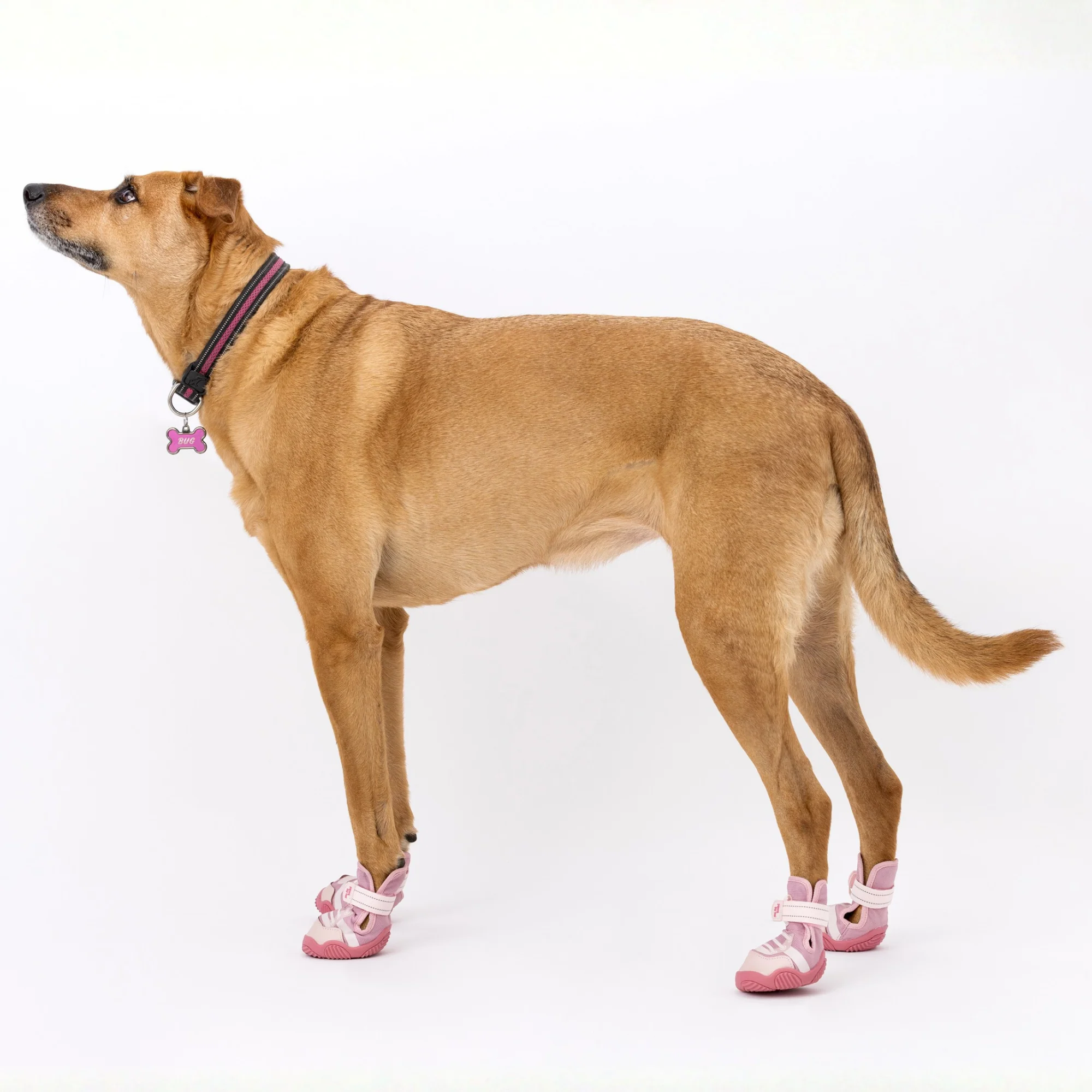 The Kai Dog Shoes - Image 10
