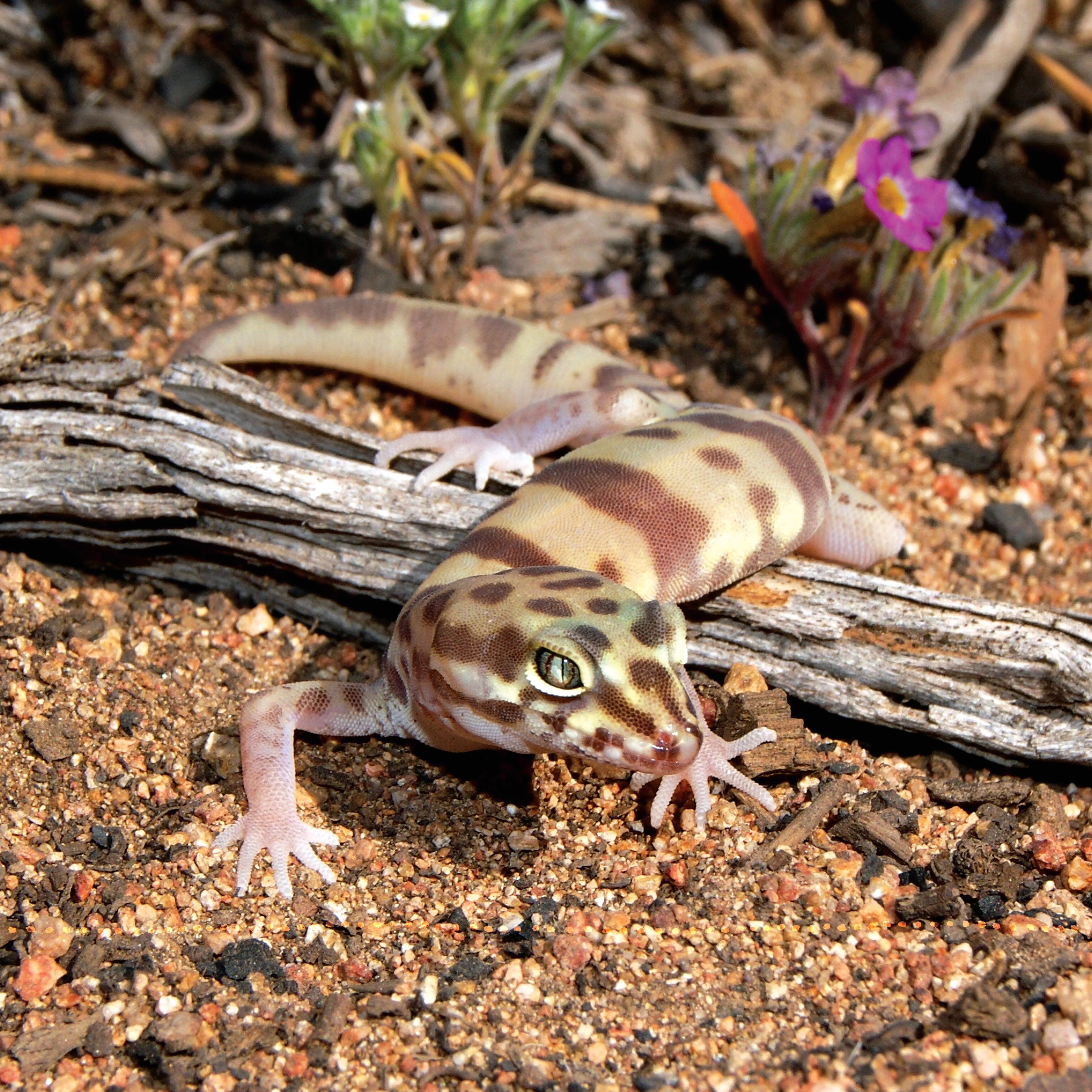 The Leopard Gecko Manual - Image 5