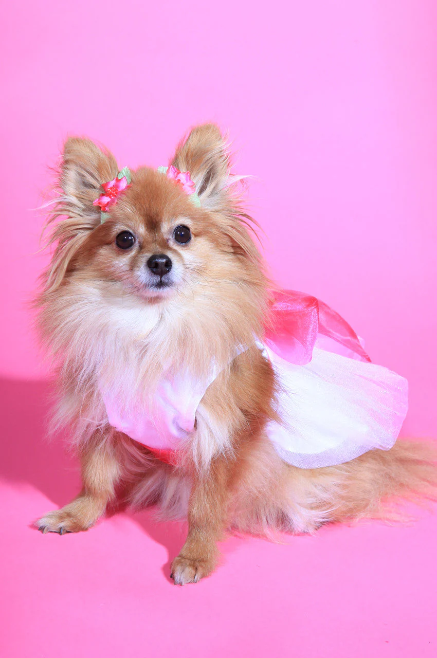 The Madeleine Dog Harness Dress with Hot Pink Sash - Image 2