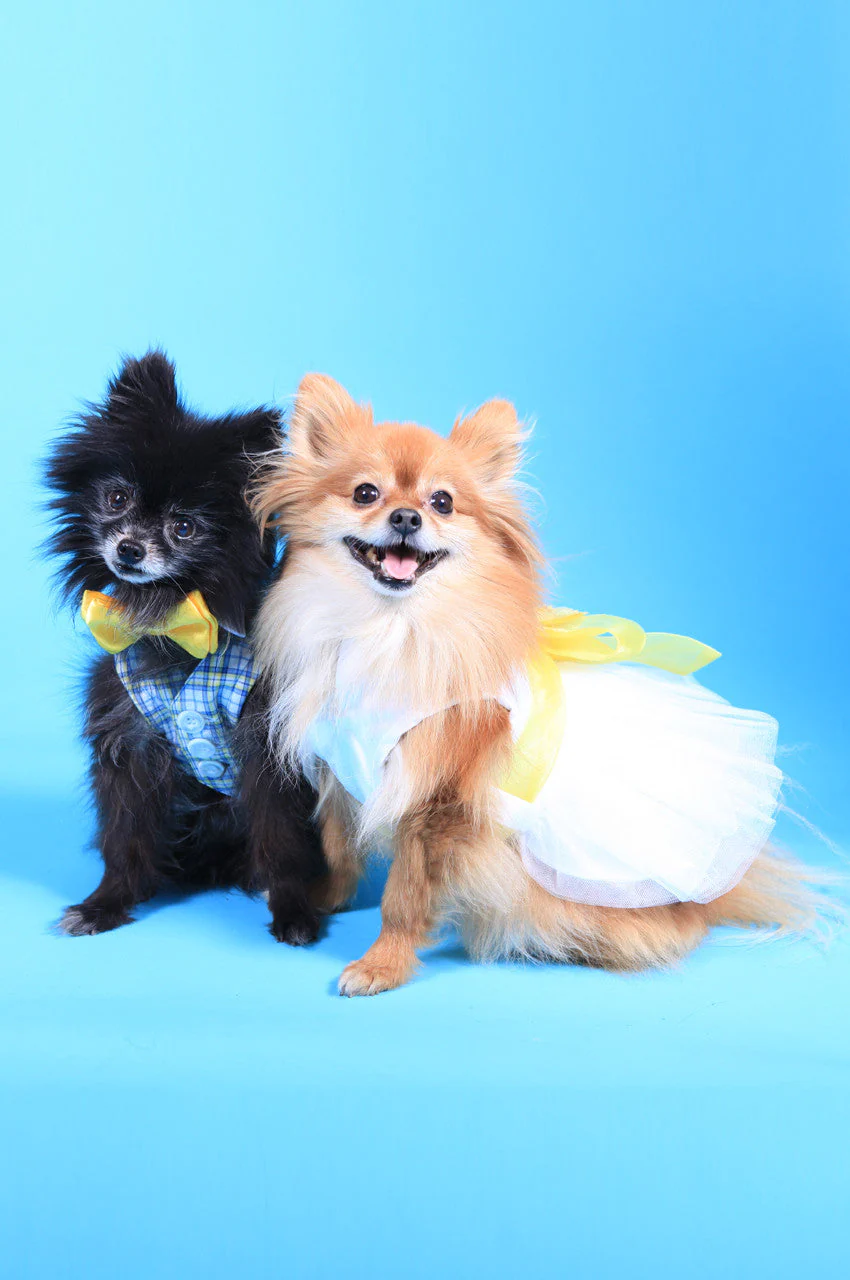 The Madeleine Harness Dog Dress with Yellow Sash - Image 2