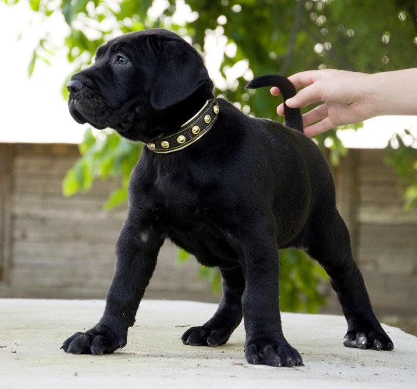 Bestia Dog Gear Genuine Leather Dog Collar - Image 2