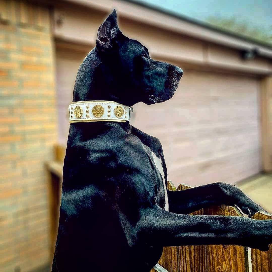 Bestia Dog Gear Genuine Leather Dog Collar - White - Image 4