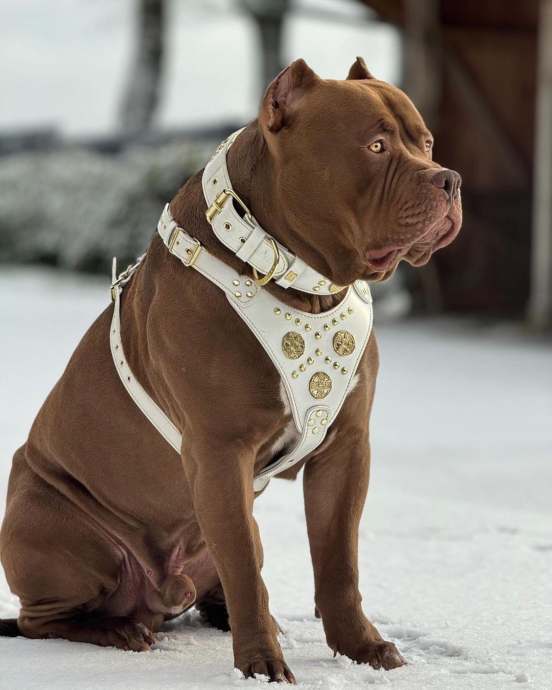 Bestia Dog Gear Genuine Leather Dog Harness - White/M - Image 4