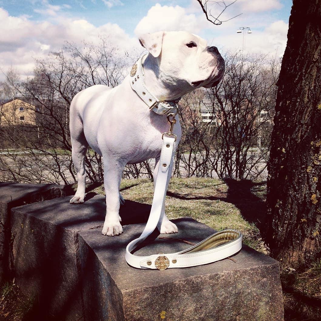 Bestia Dog Gear Genuine Leather Dog Collar - White - Image 2