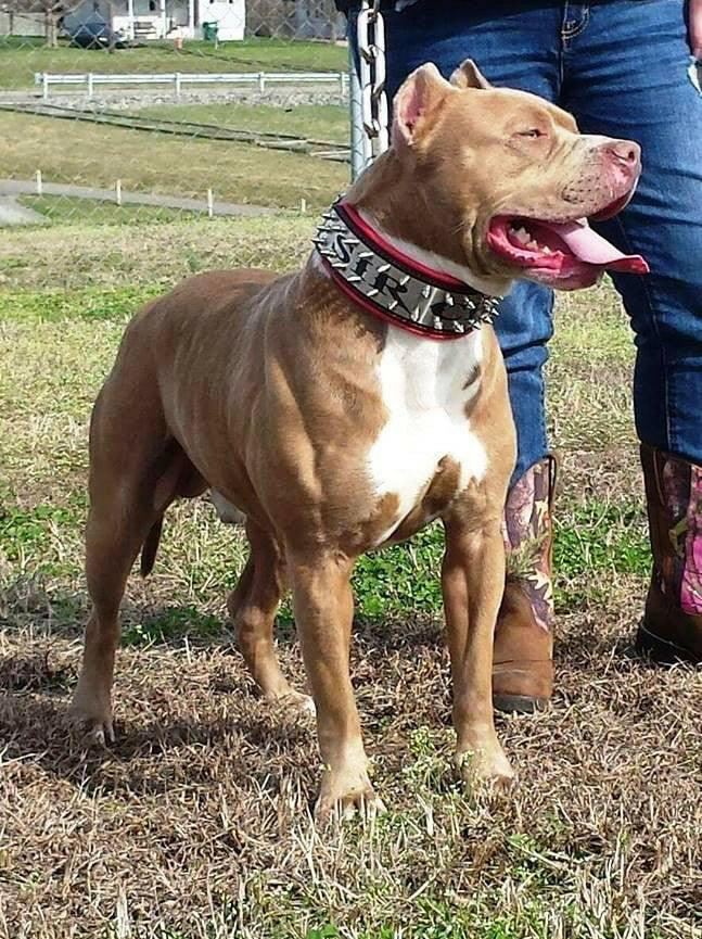 Bestia Dog Gear Genuine Leather Dog Collar - Red - Image 6