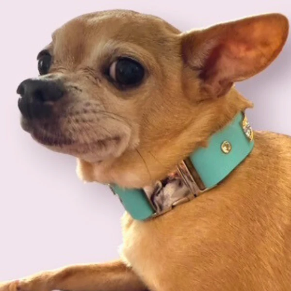 The Monte Carlo Collar in Sniffany Blue - Image 4