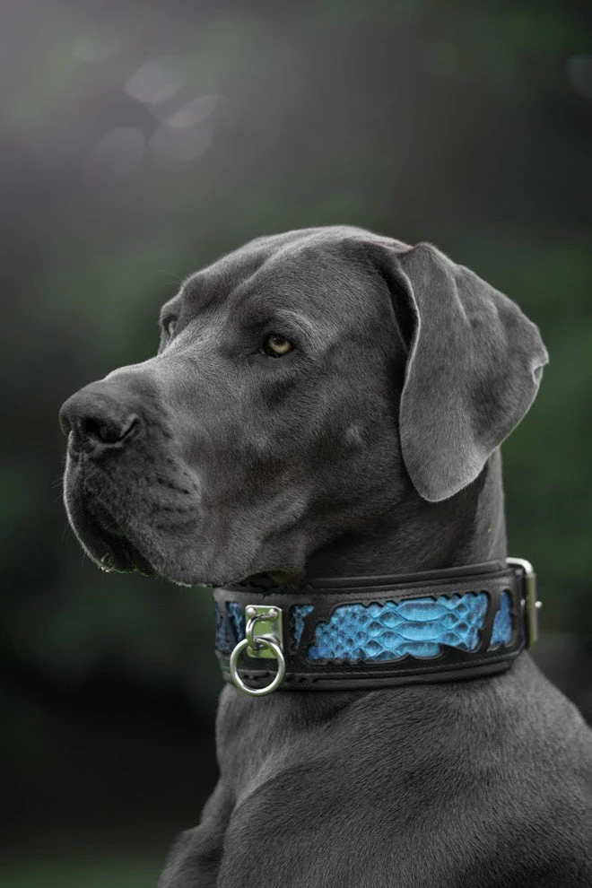 Bestia Dog Gear Genuine Leather Dog Collar - Image 3