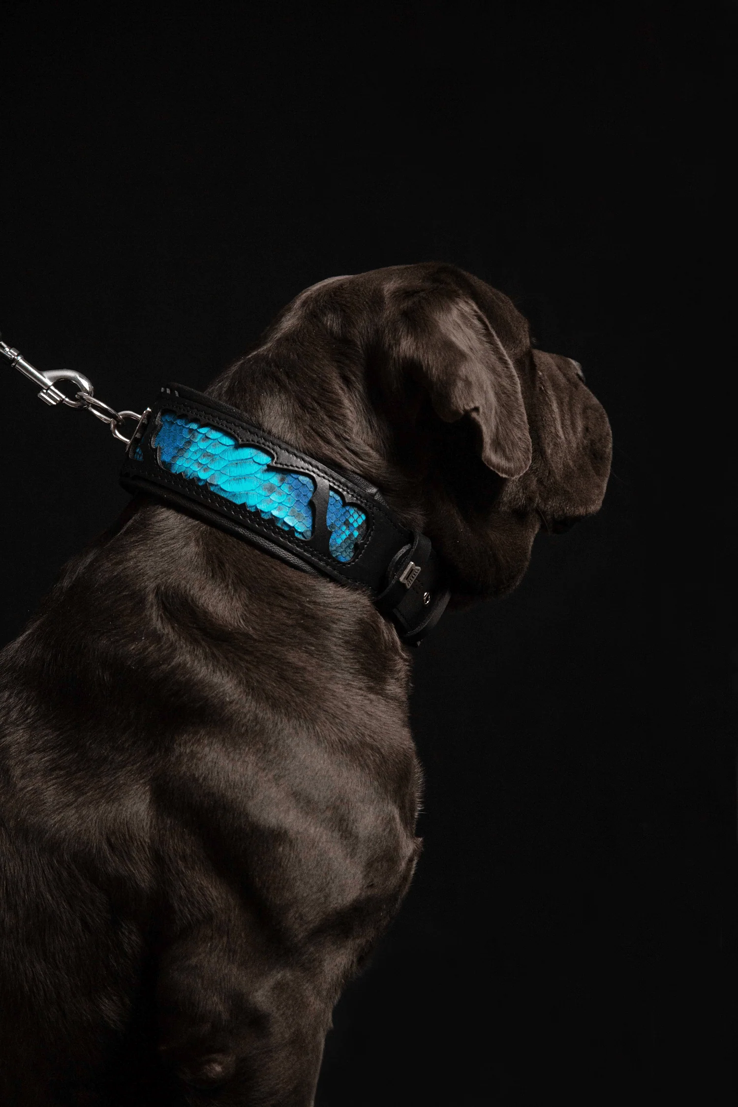 Bestia Dog Gear Genuine Leather Dog Collar - Image 5