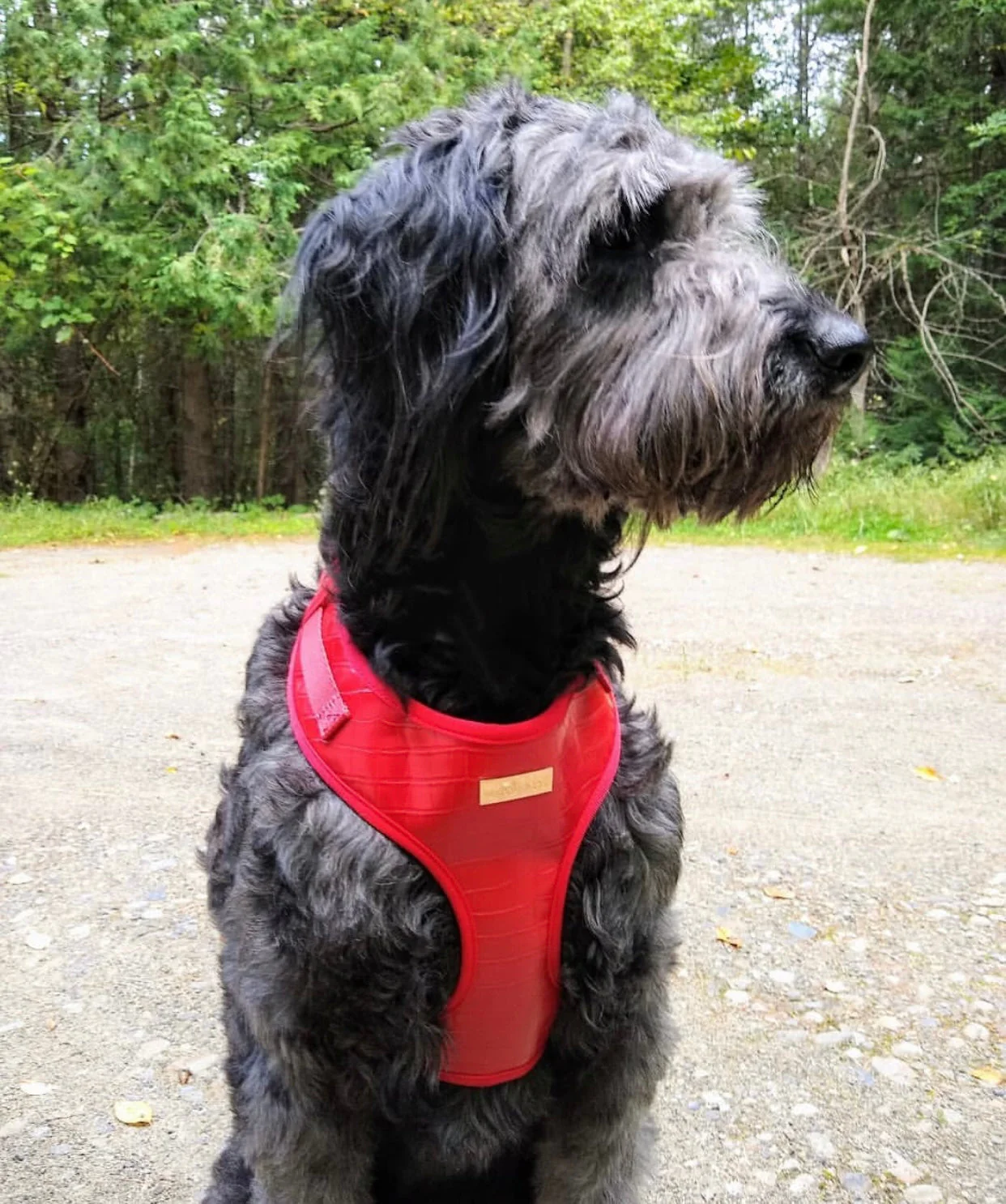 The Ruby Harness - Image 2