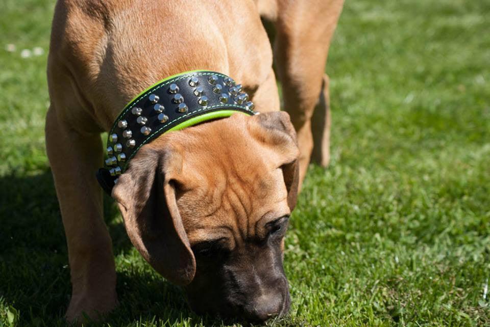 Bestia Dog Gear Genuine Leather Dog Collar - Green - Image 3