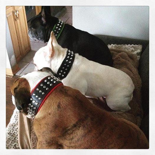 Bestia Dog Gear Genuine Leather Dog Collar - Green - Image 5