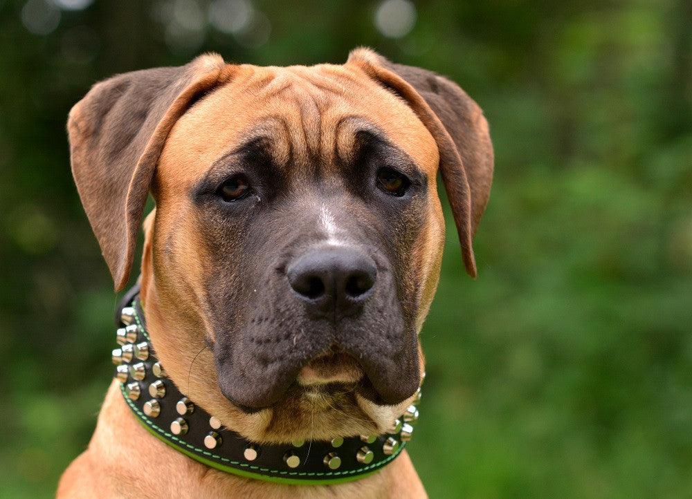 Bestia Dog Gear Genuine Leather Dog Collar - Green - Image 6