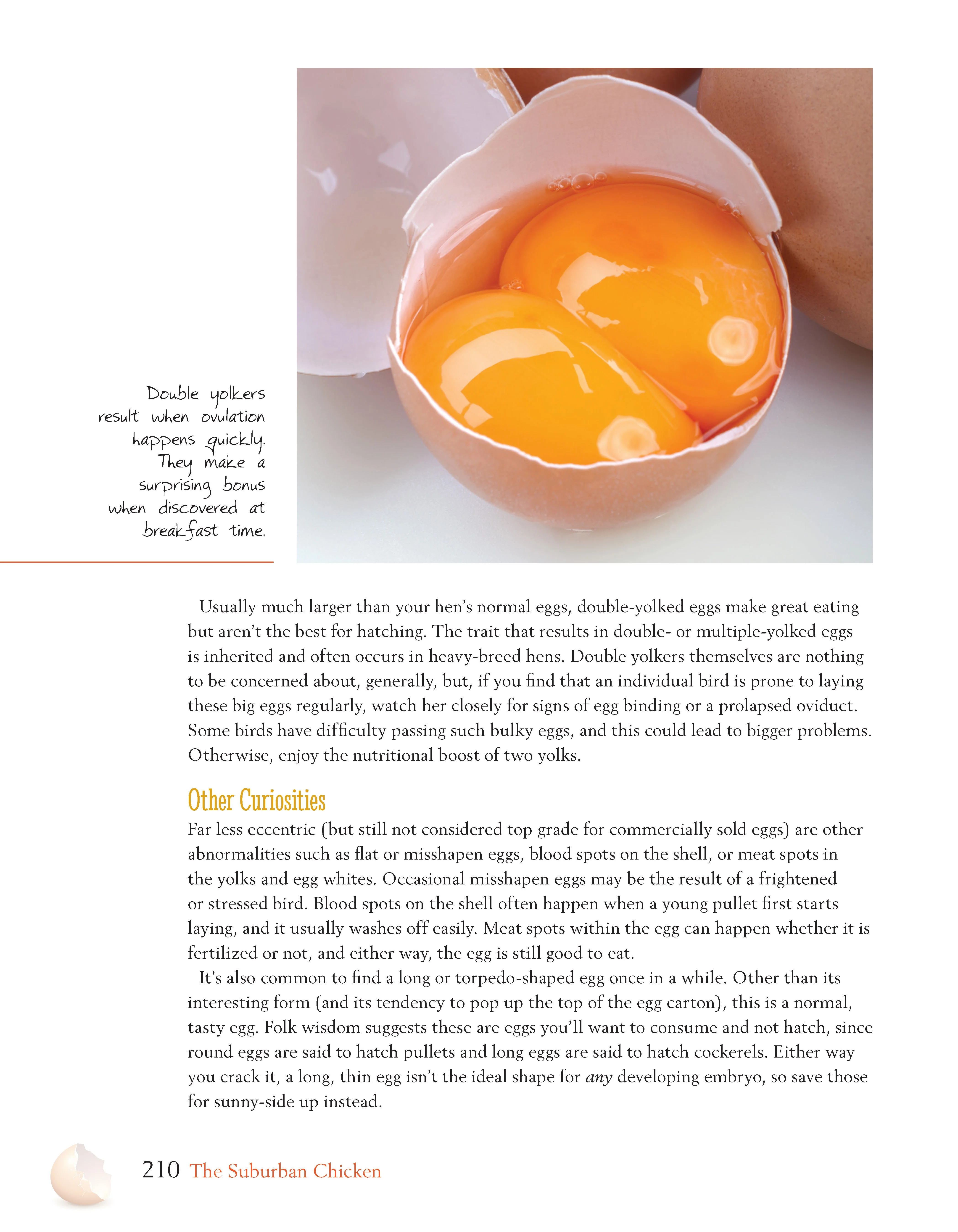 The Suburban Chicken - Image 8