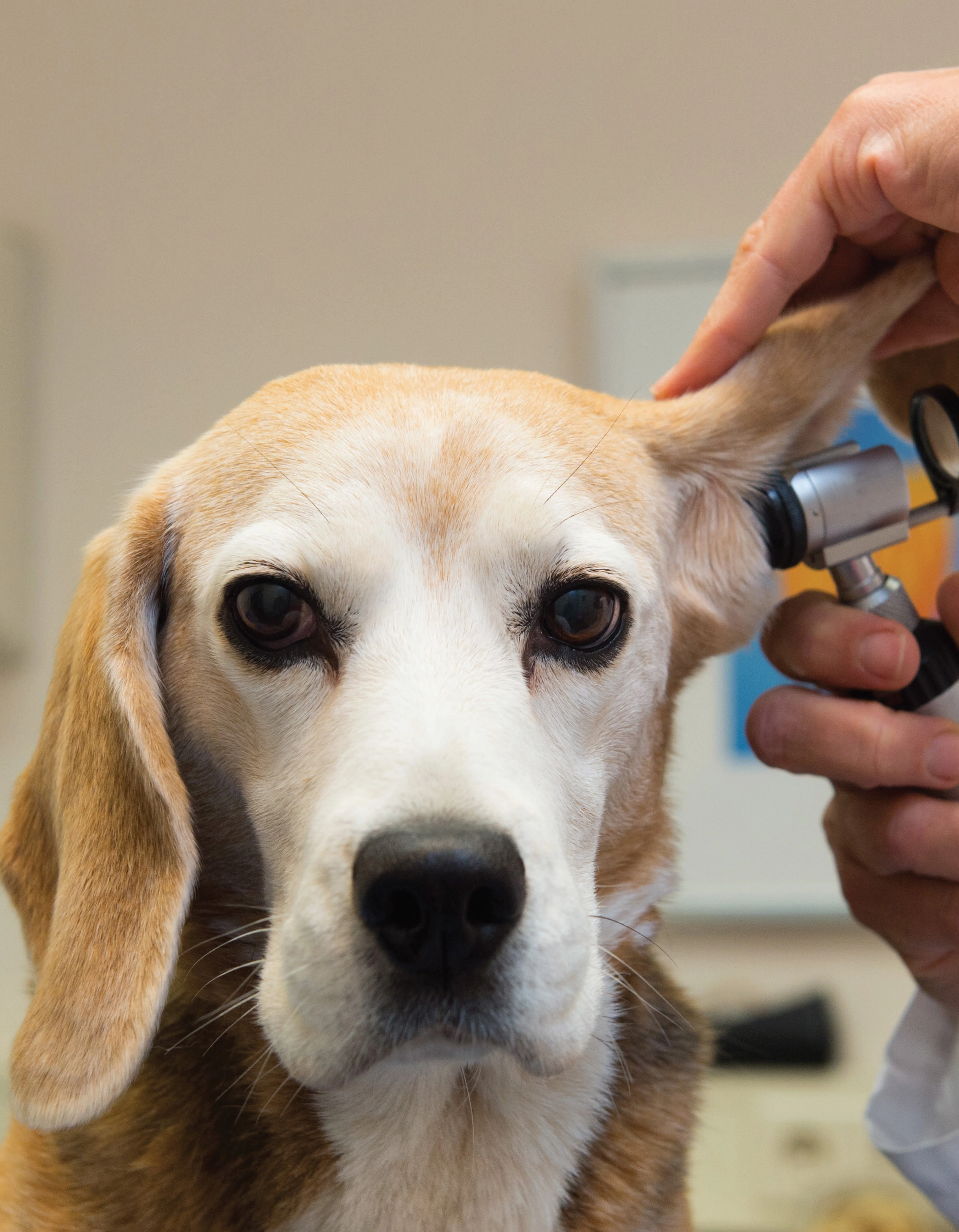 The Ultimate Guide to Dog Care - Image 12