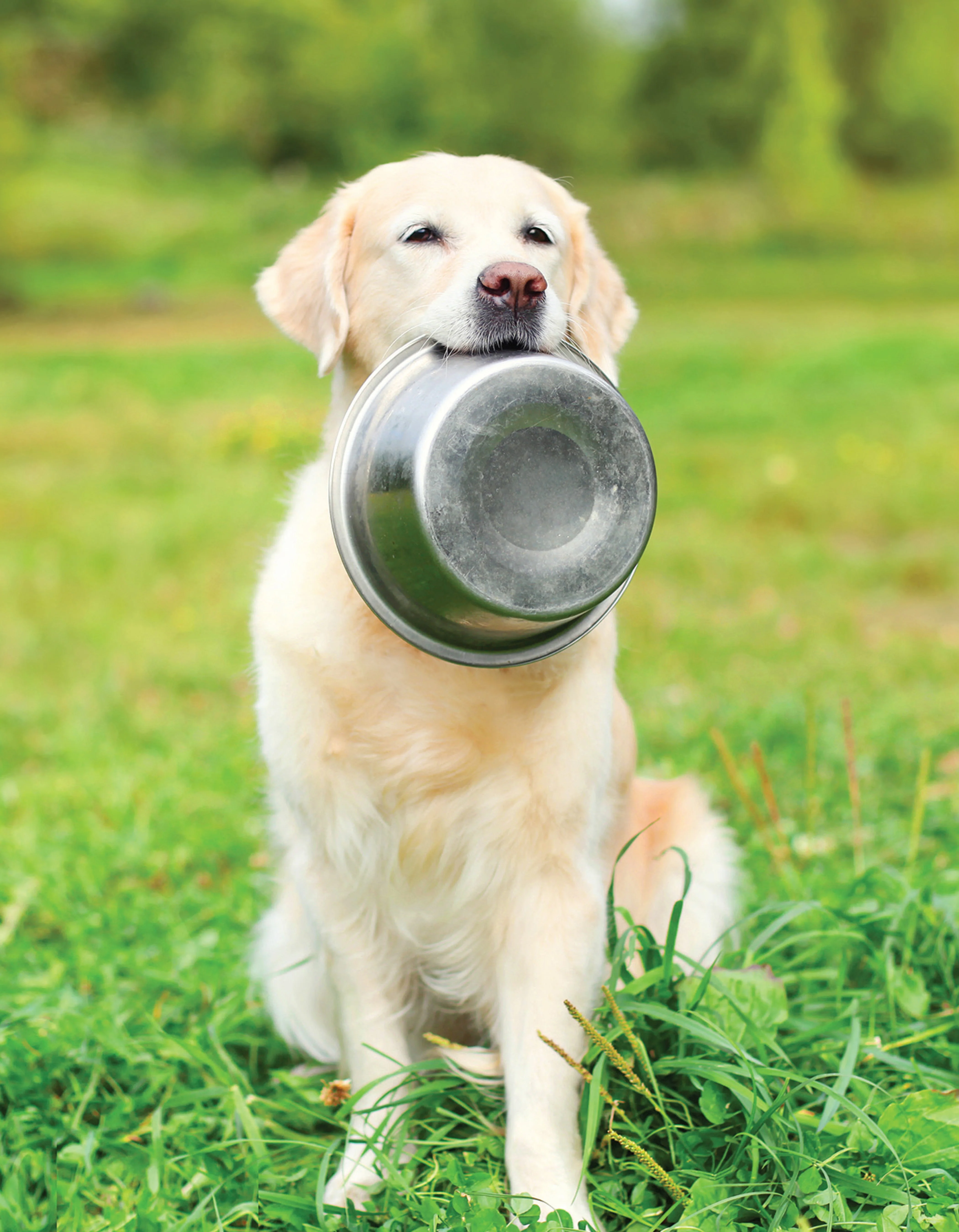 The Ultimate Guide to Dog Care - Image 2