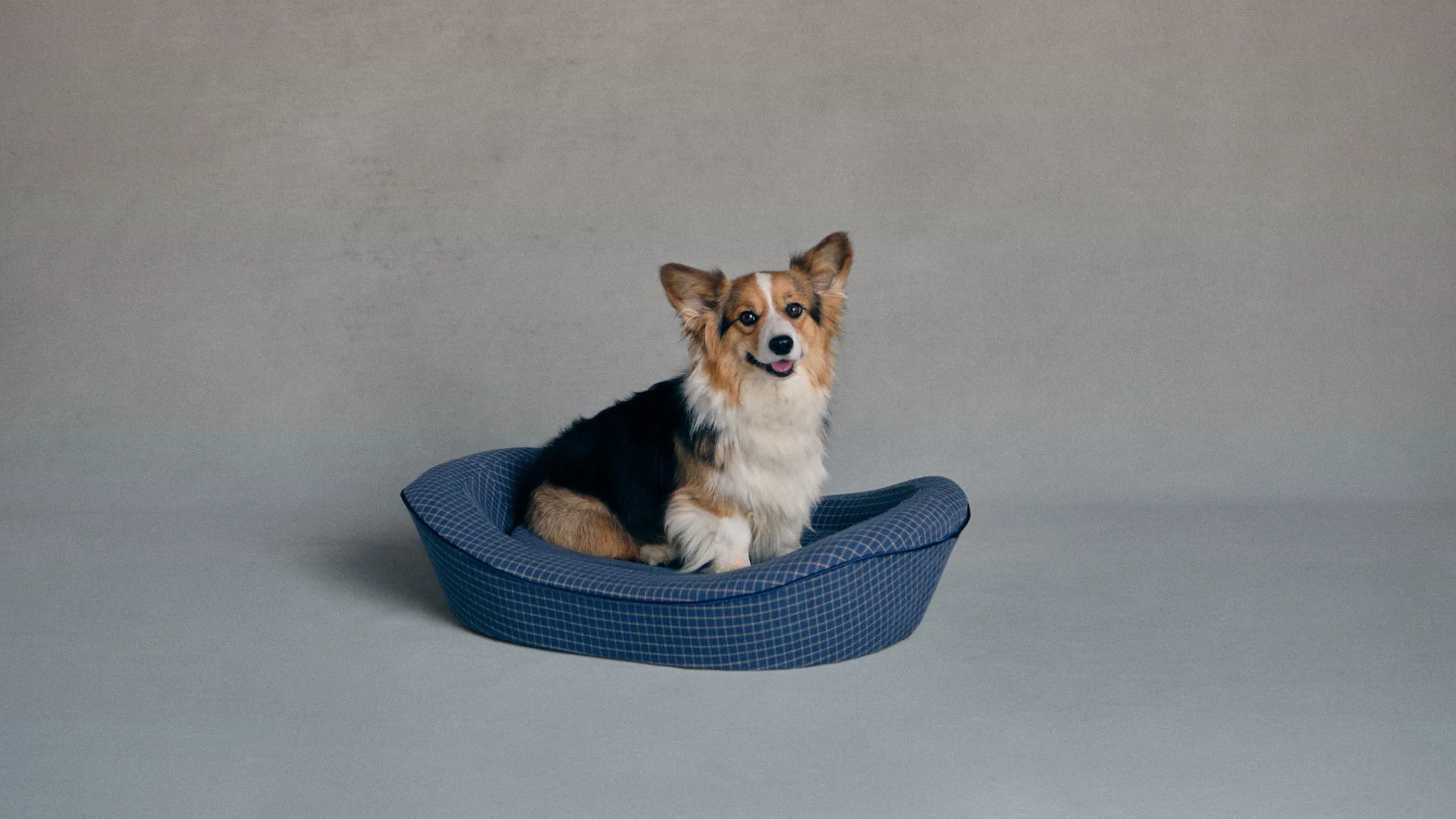 Timeless Dog Bed in Wrens Blueprint - Image 3