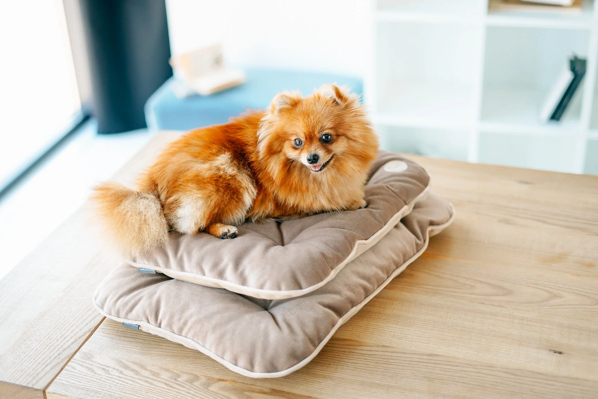 Tomas Pillow for Small Dogs - Image 11