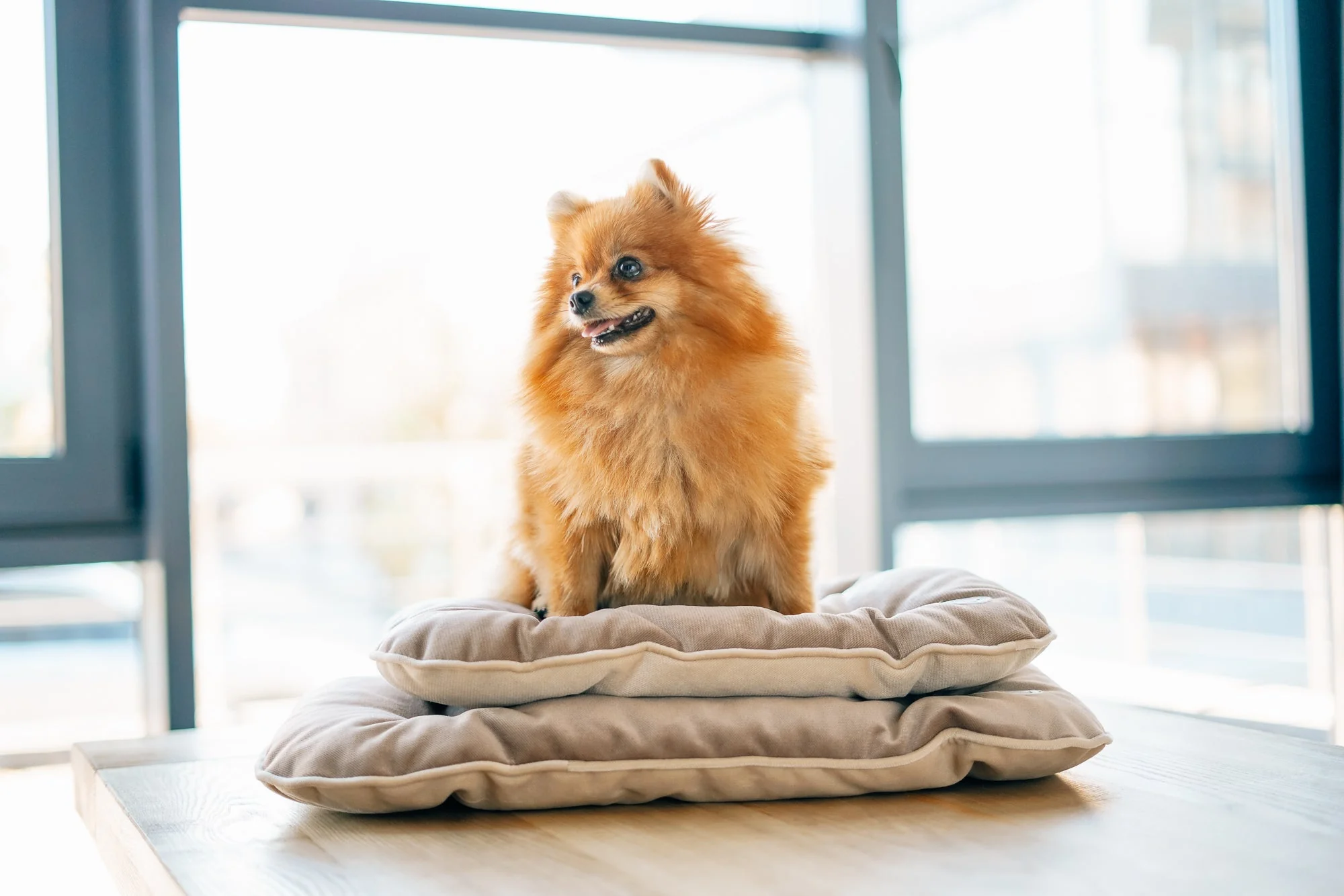 Tomas Pillow for Small Dogs - Image 12