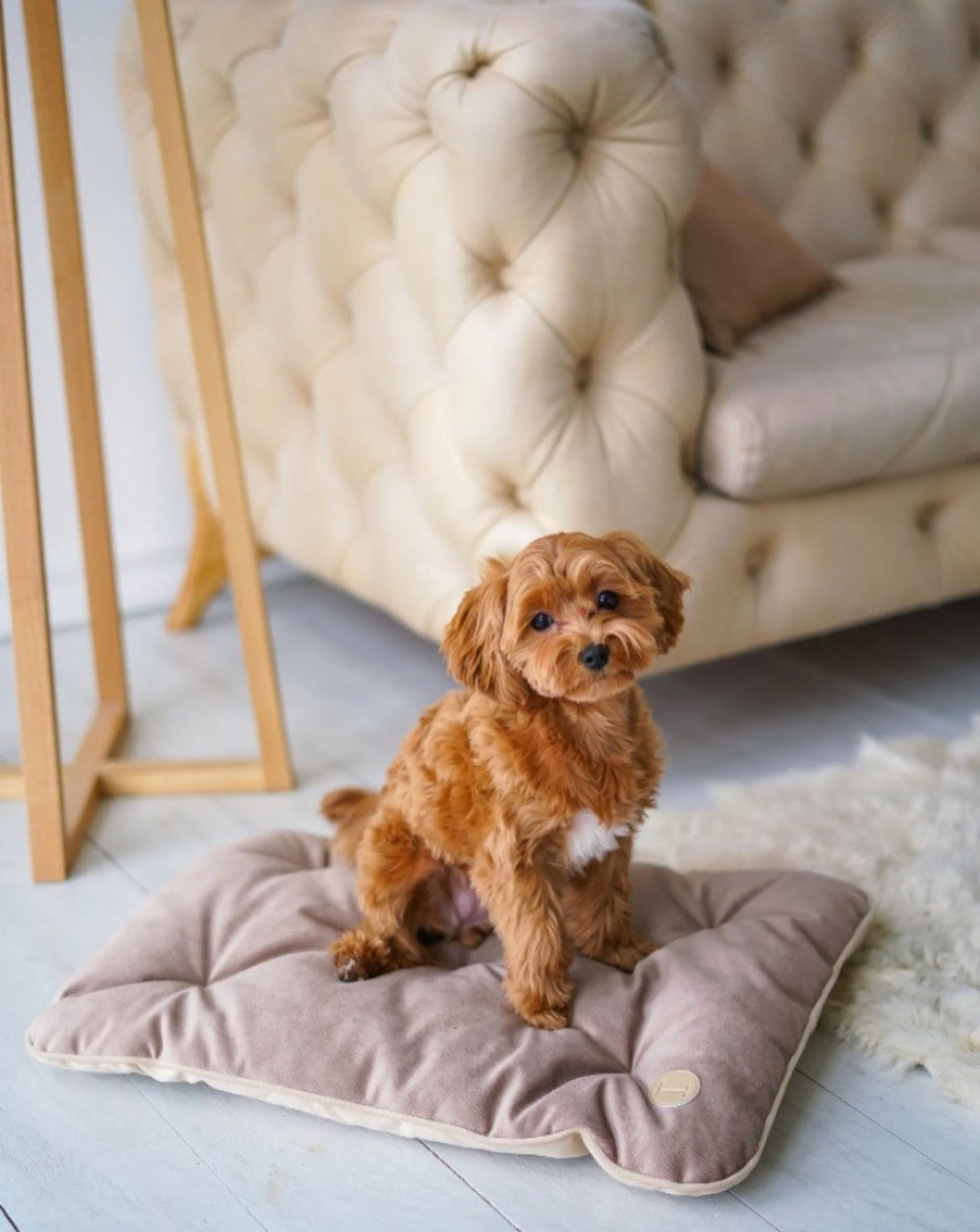 Tomas Pillow for Small Dogs - Image 3