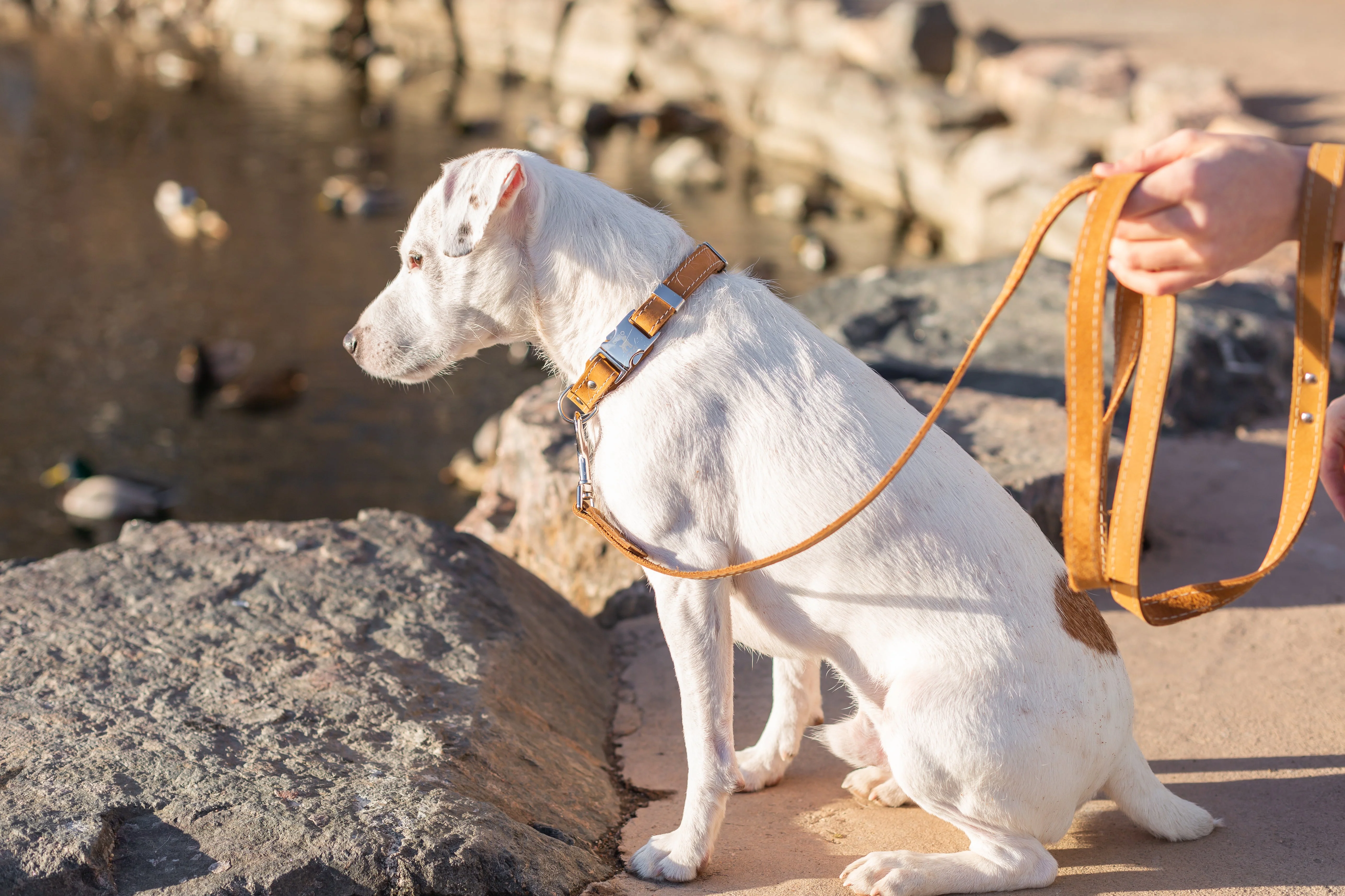Traditional Khaki Leather Leash - Image 2