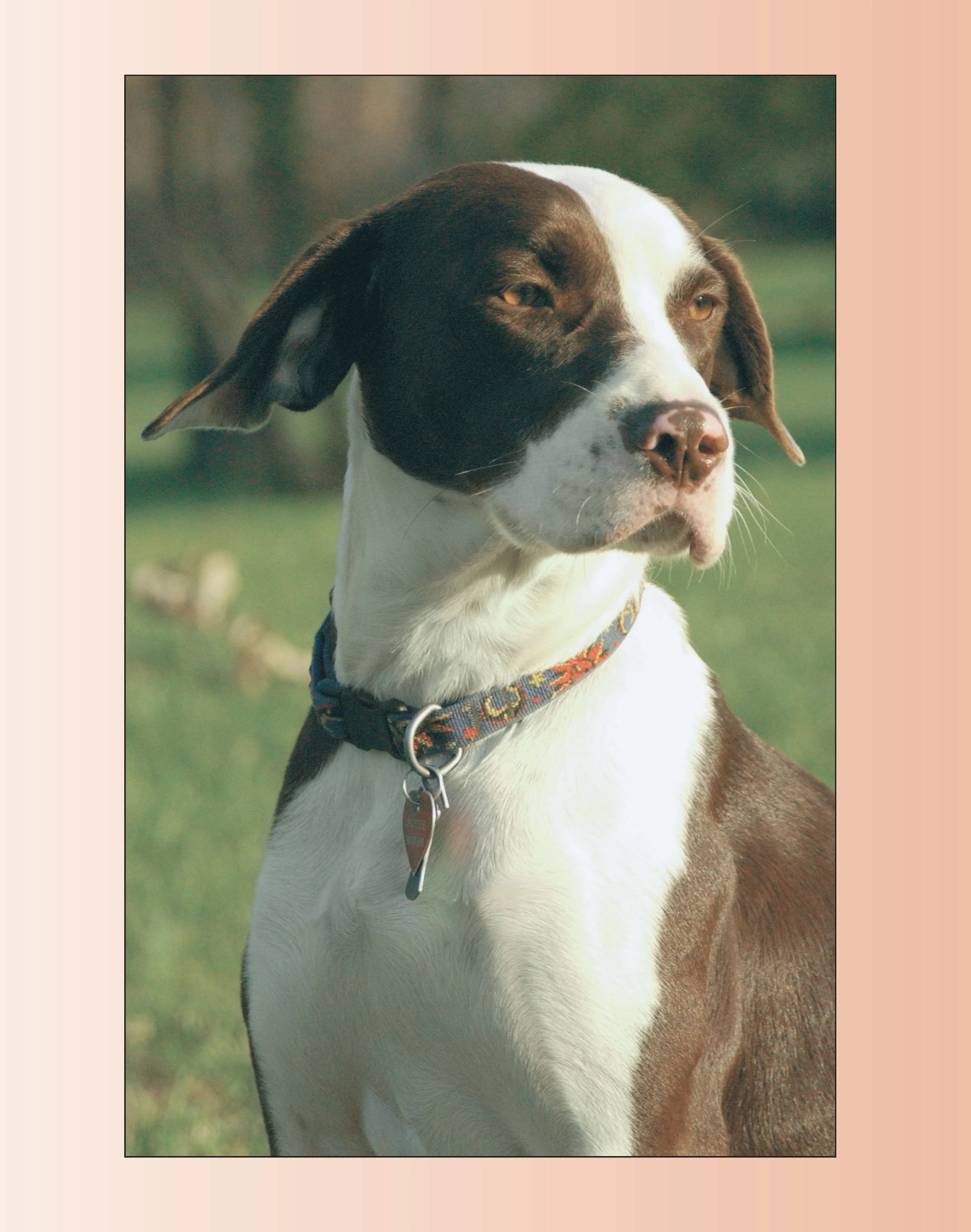 Training Your Mixed Breed - Image 2