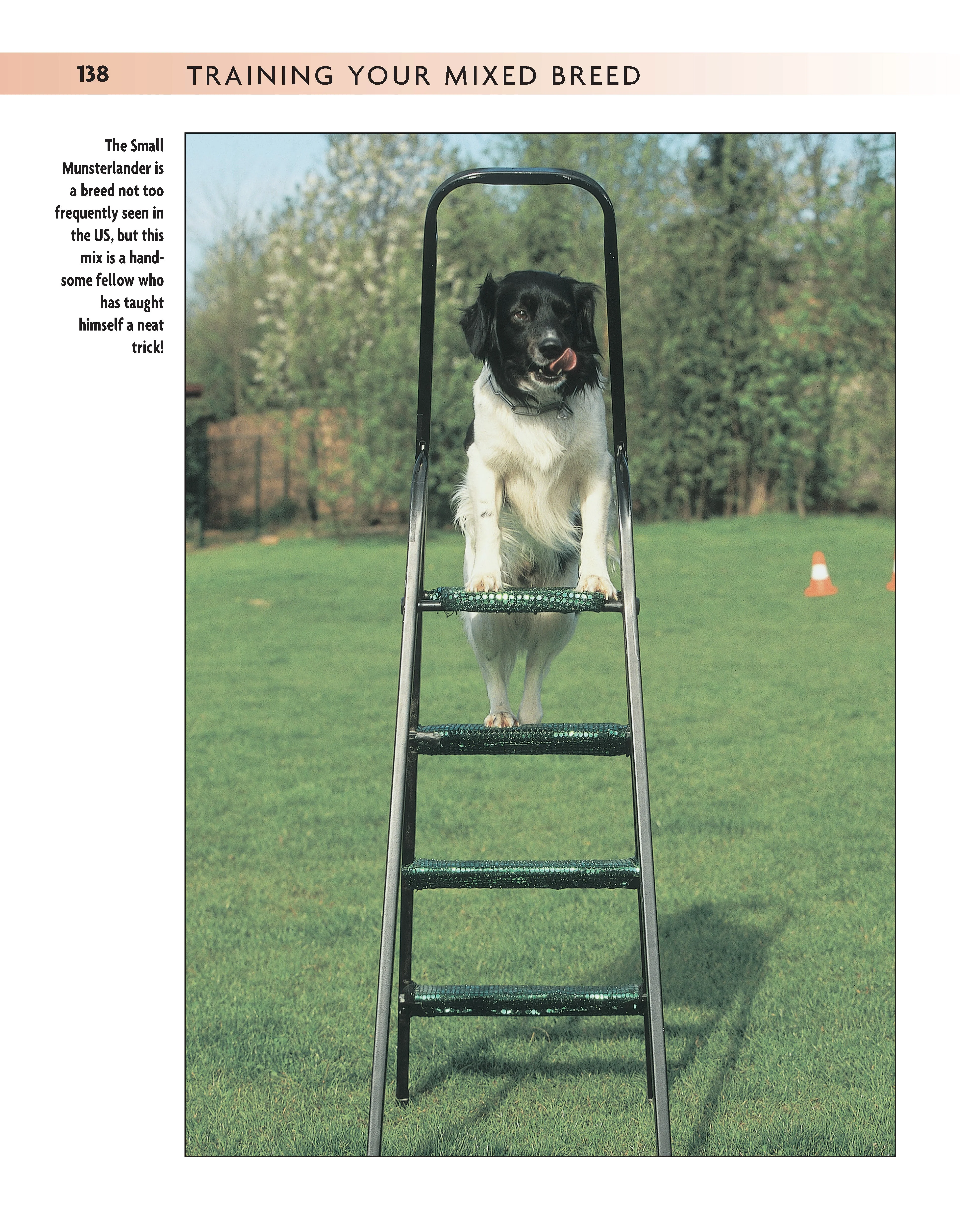 Training Your Mixed Breed - Image 4