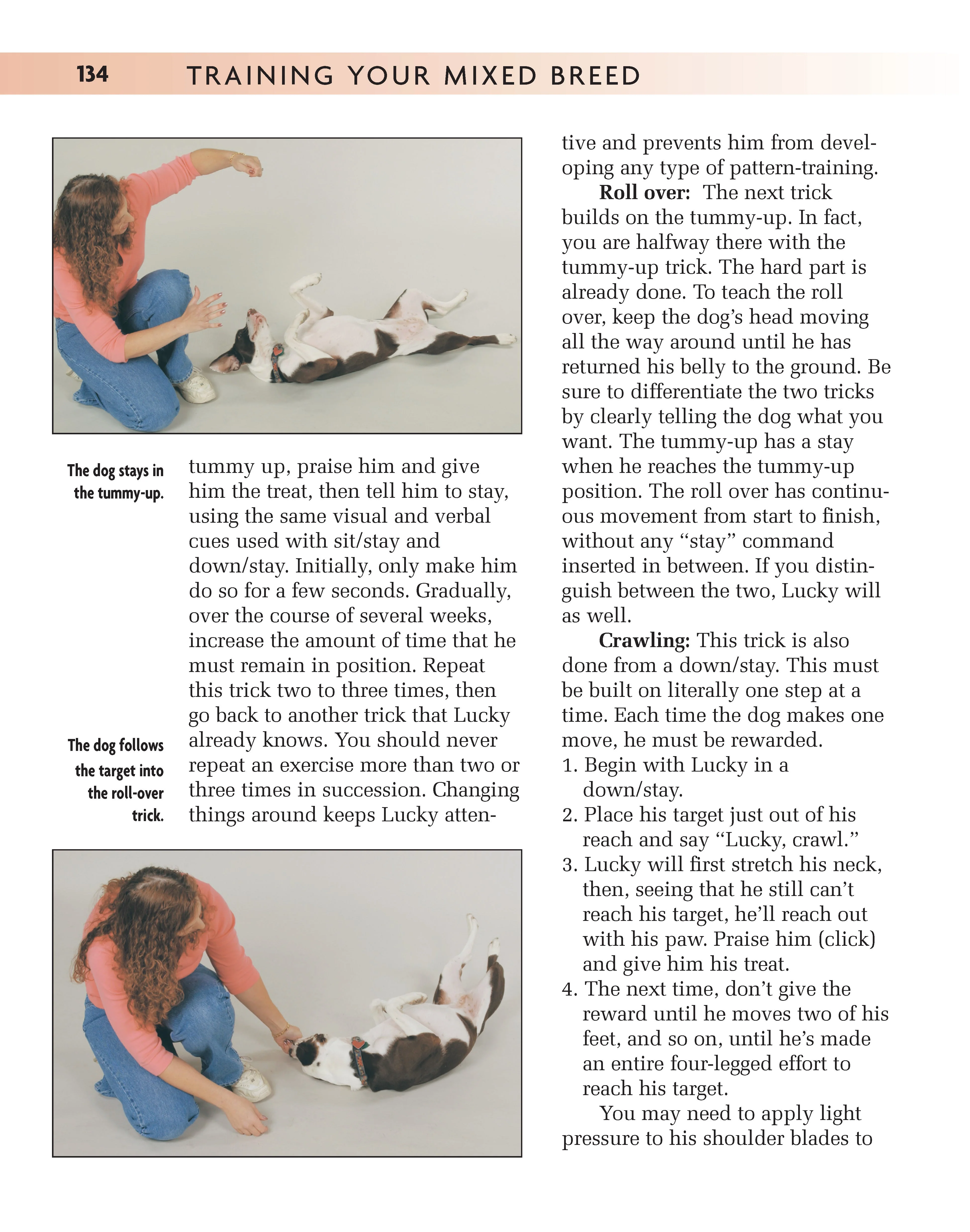 Training Your Mixed Breed - Image 5