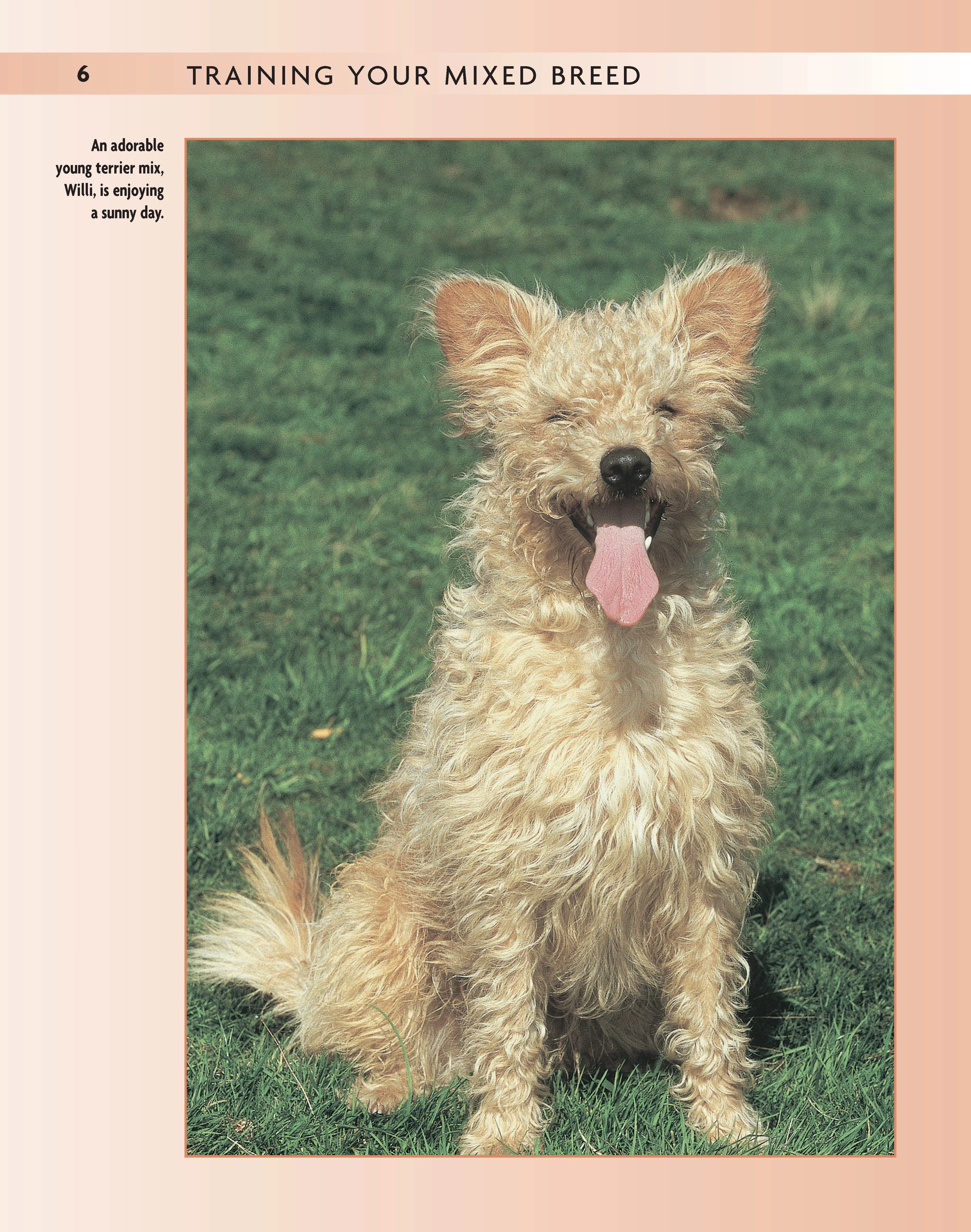 Training Your Mixed Breed - Image 6