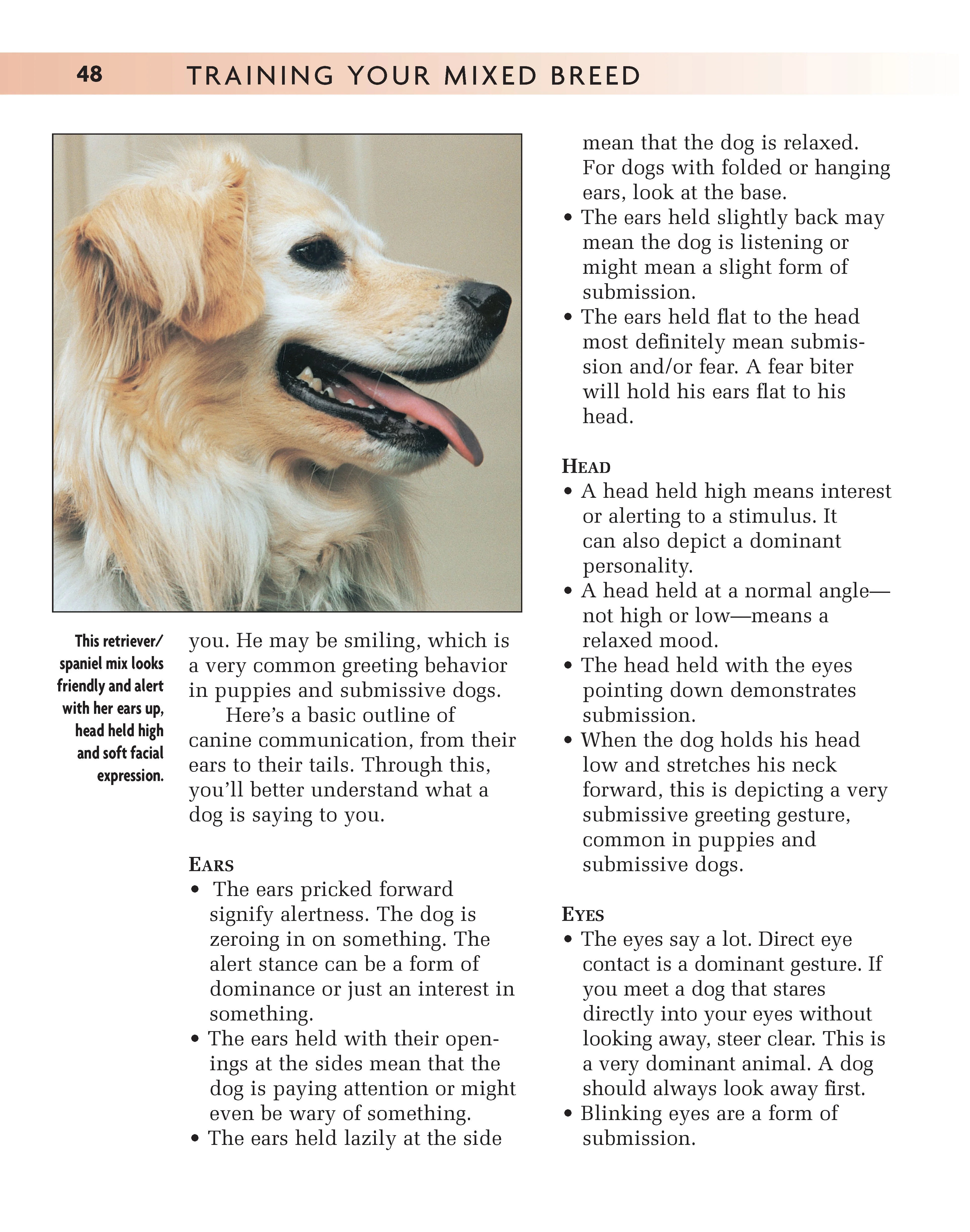 Training Your Mixed Breed - Image 7