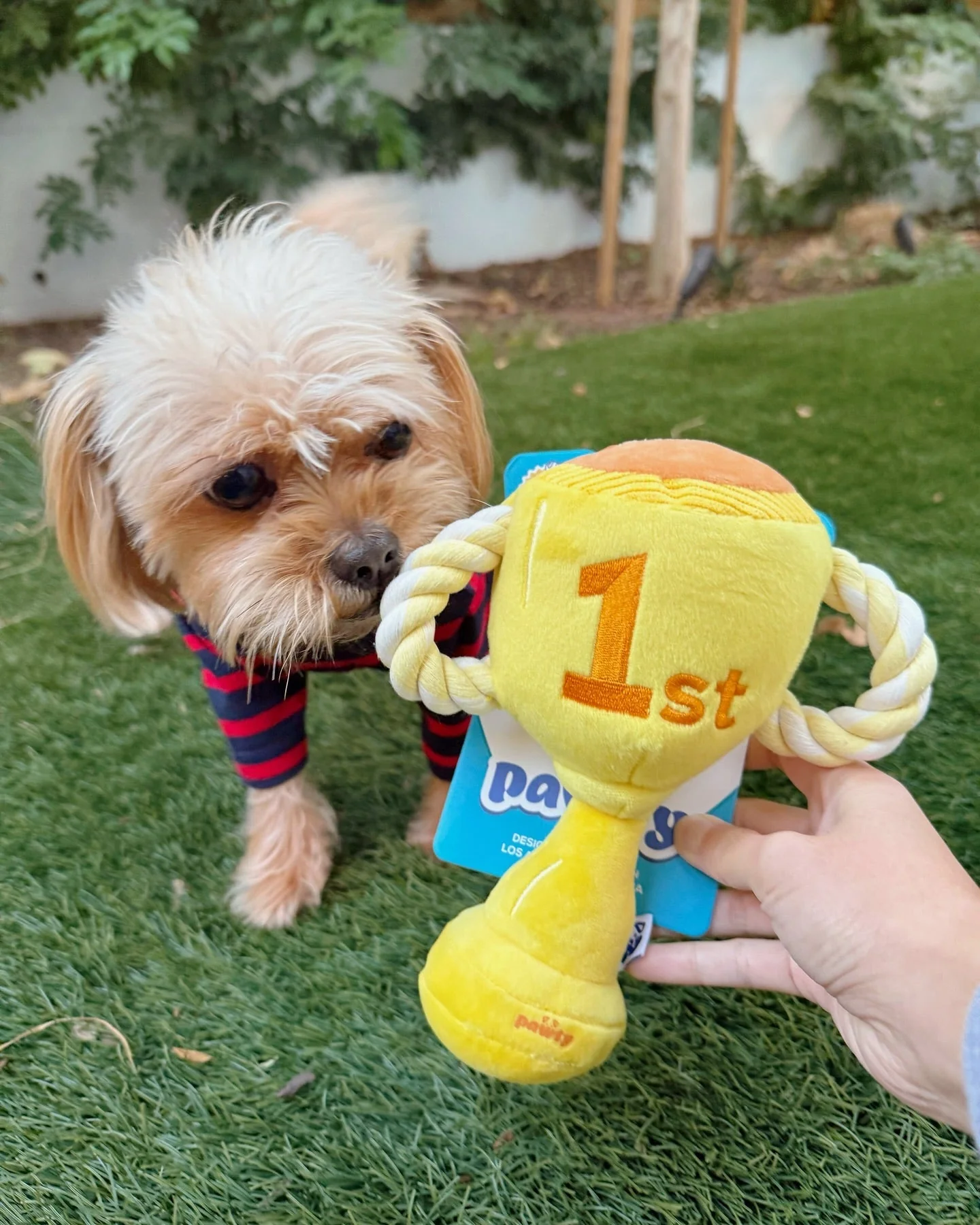 Premium Pet Essential: TROPHY - Image 7