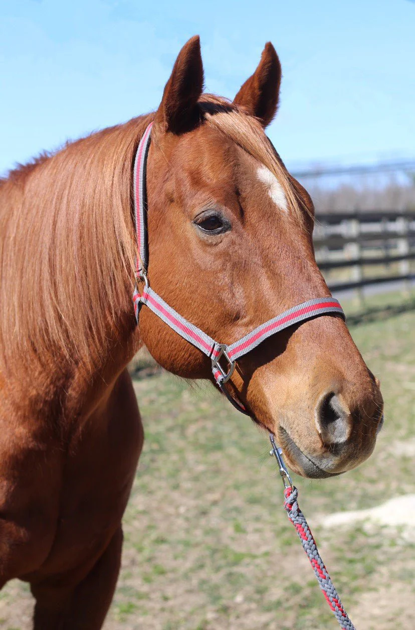 TuffRider Nylon Breakaway Halter & Lead Rope Set - Image 22