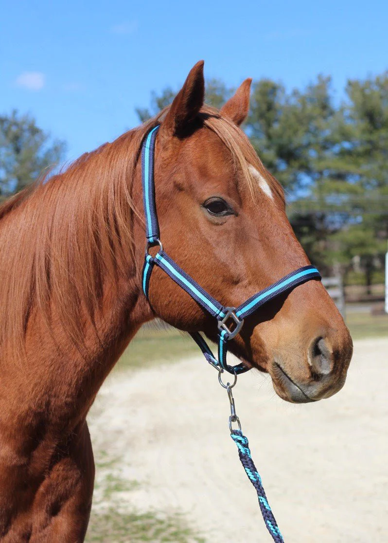 TuffRider Nylon Breakaway Halter & Lead Rope Set - Image 36