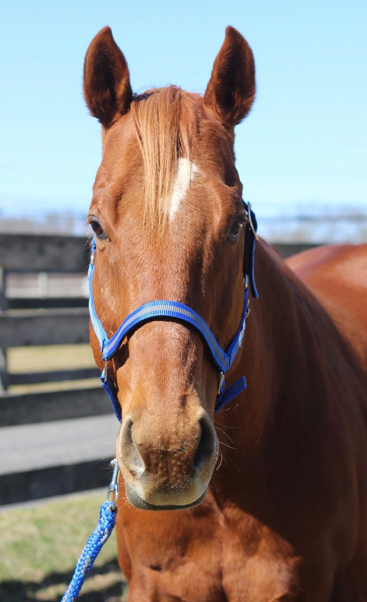 TuffRider Nylon Breakaway Halter & Lead Rope Set - Image 7