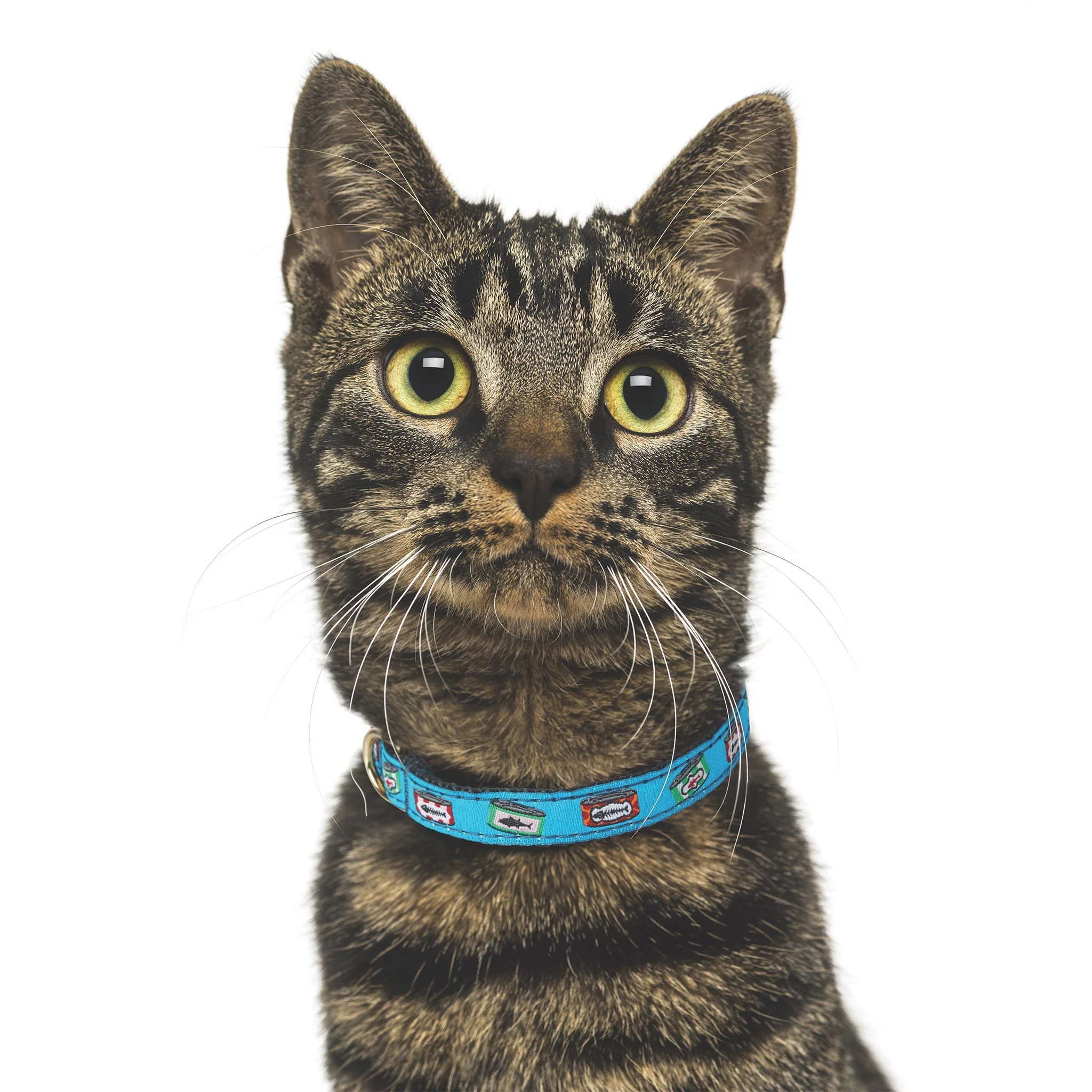 Up Country Tuna Breakaway Cat Collar - Image 2