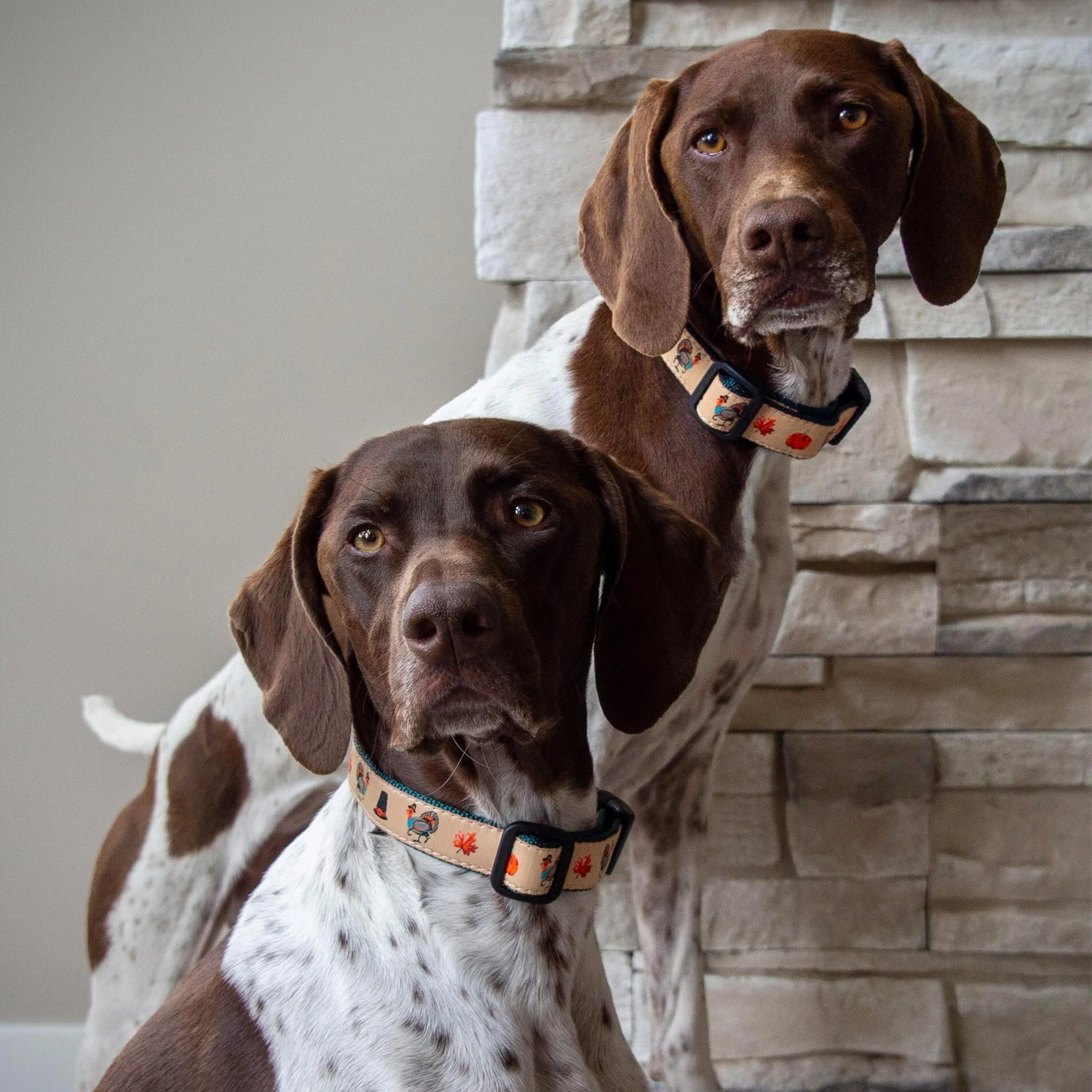 Up Country Turkey Trot Cast Brass Dog Collar - Image 2
