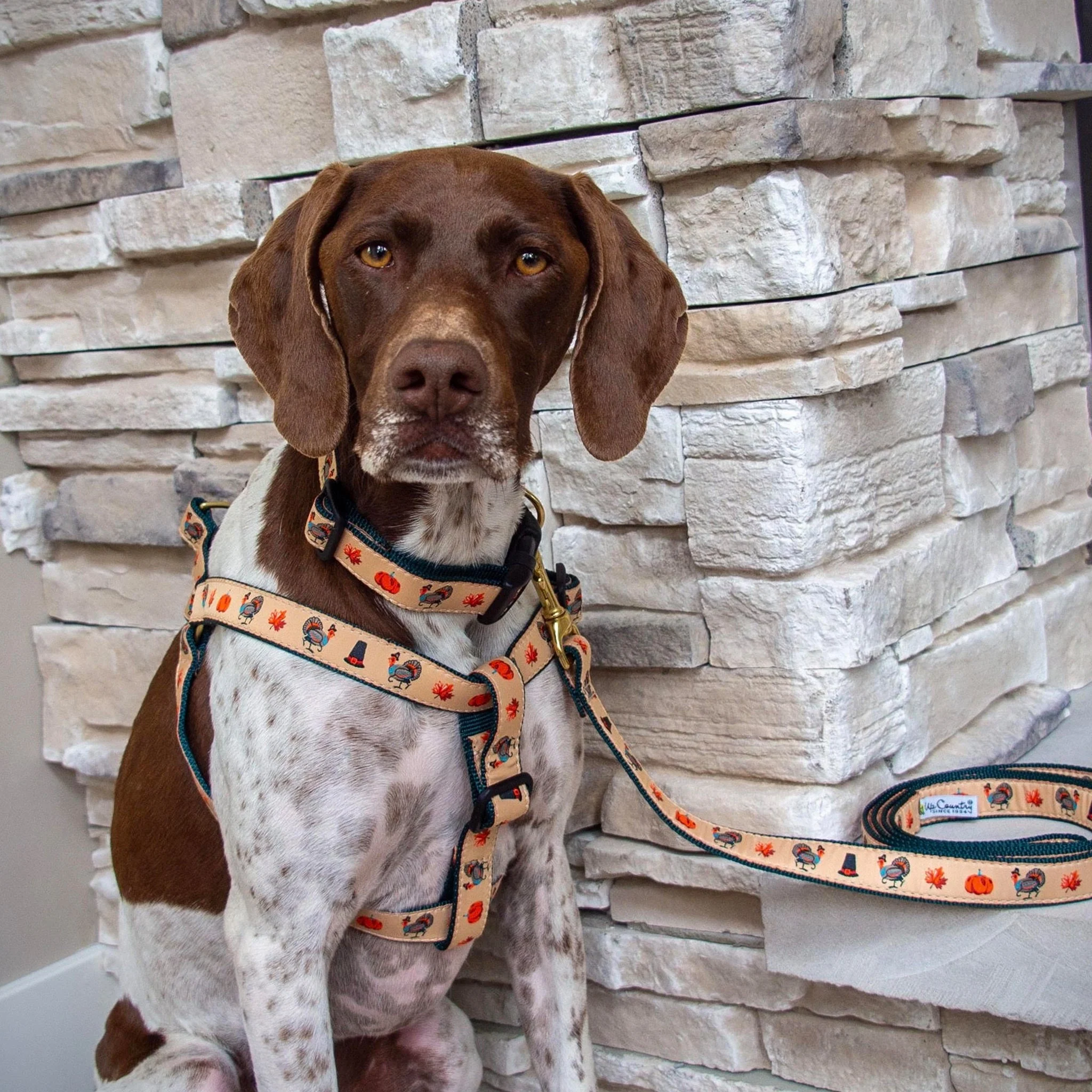 Up Country Turkey Trot Dog Cast Brass Dog Harness - Image 2