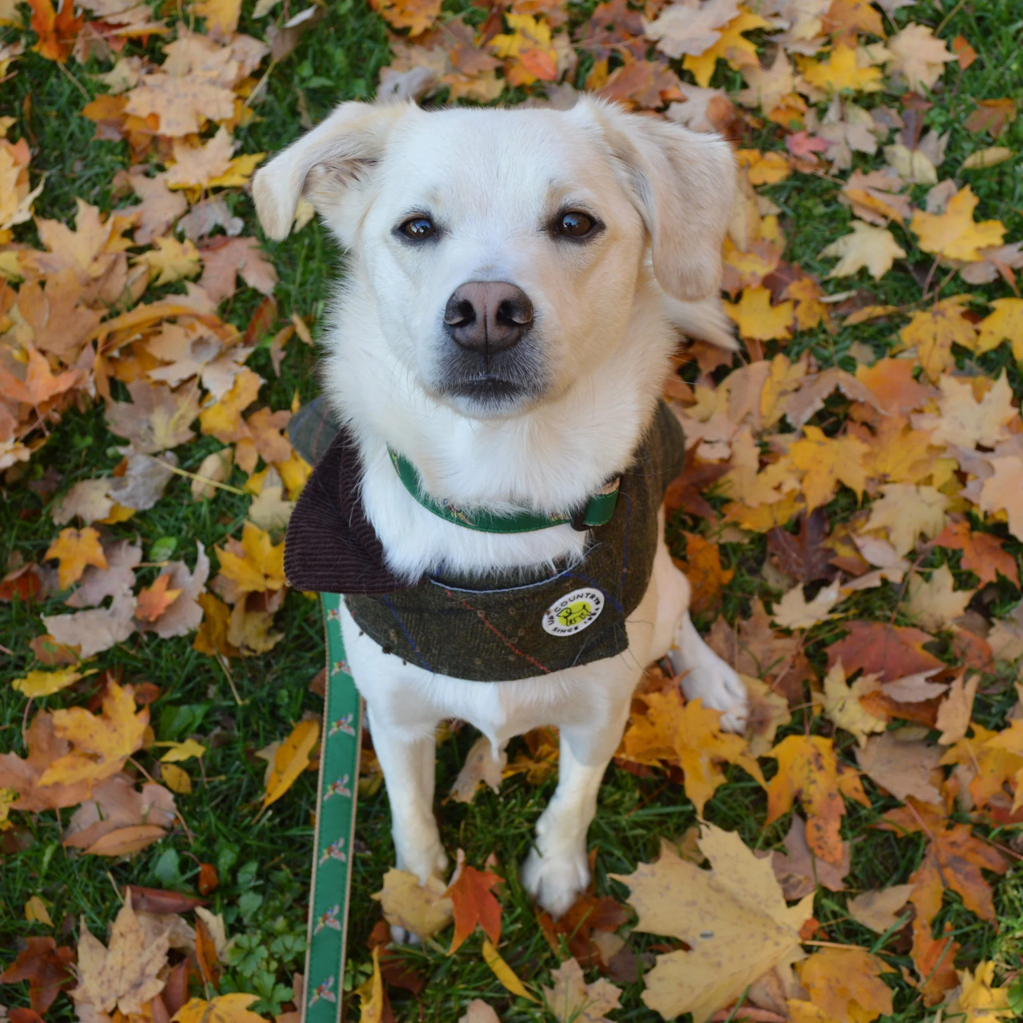 Up Country Green Tweed Coat Pet Accessory - Image 3