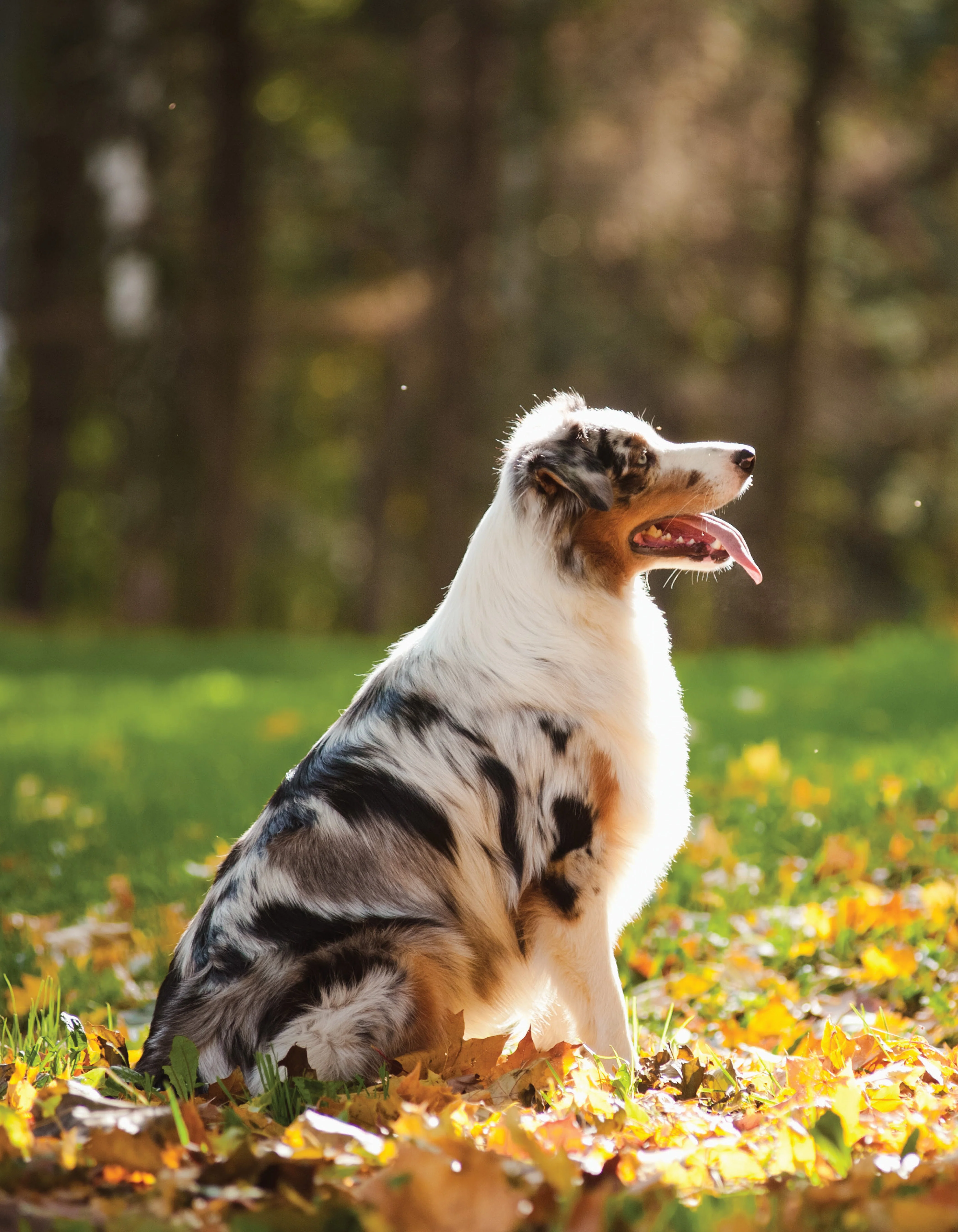 Ultimate Guide to Dog Training - Image 6