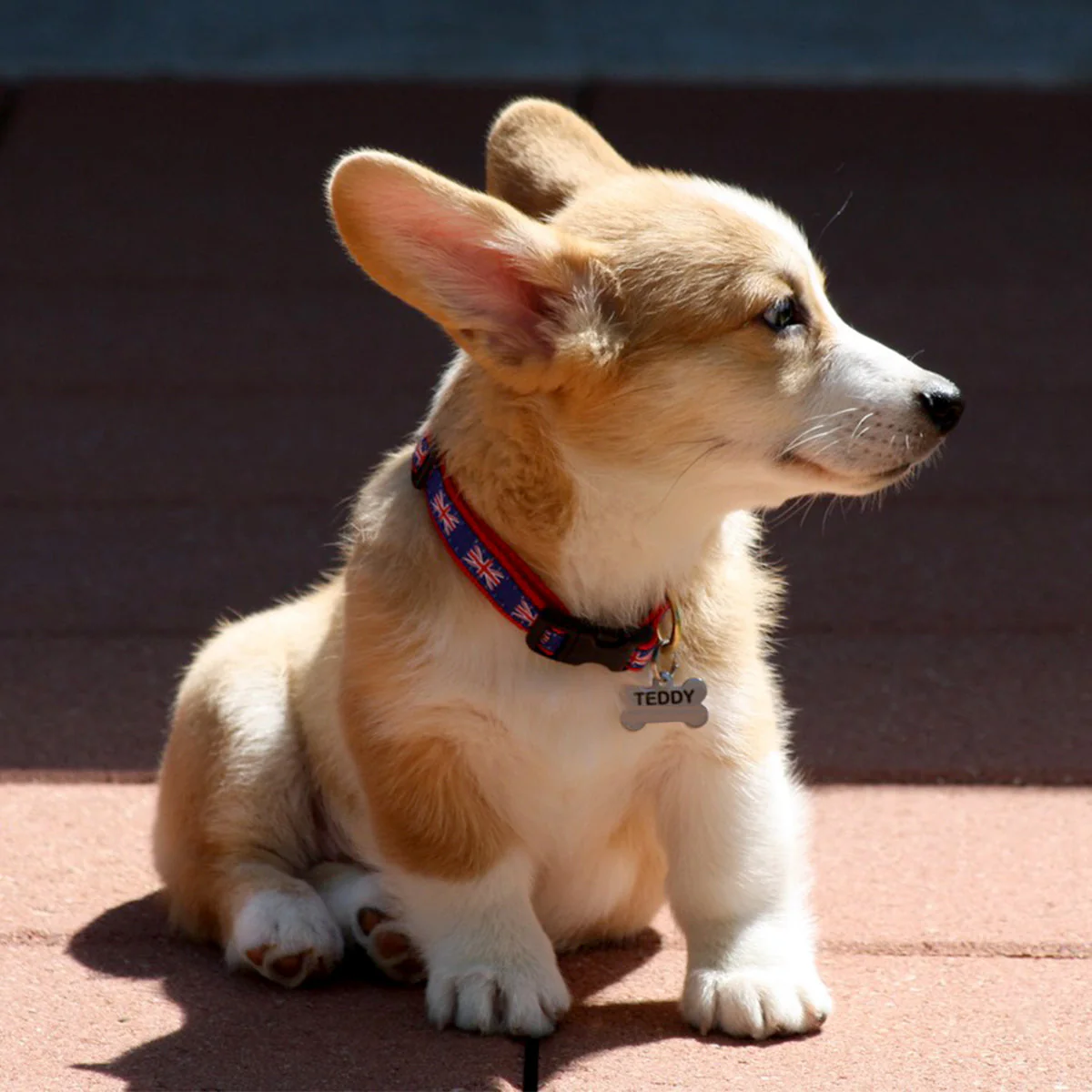 Up Country Union Jack Cast Brass Dog Collar - Image 2
