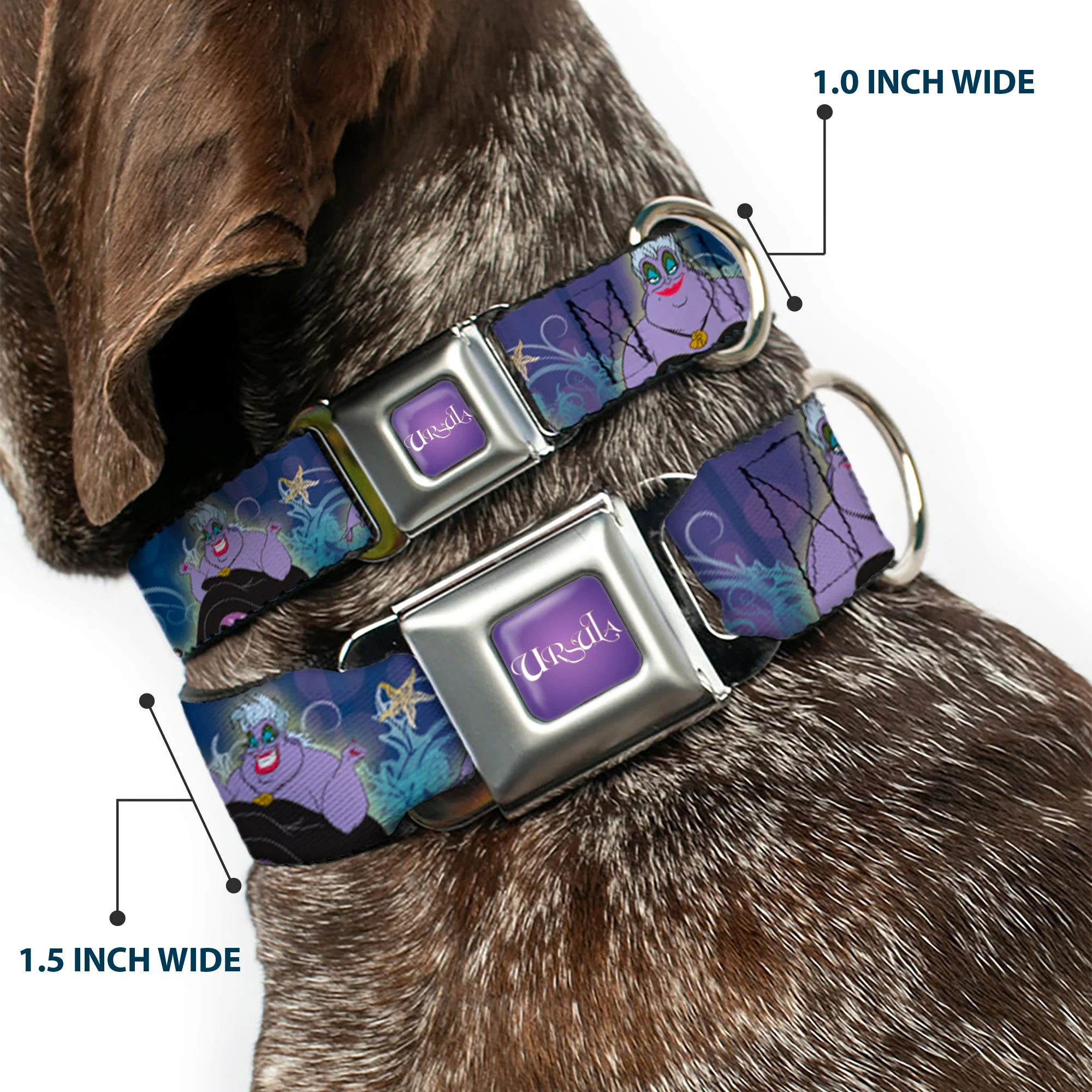 URSULA Full Color Purple-Fade/White Seatbelt Buckle Collar - Ursula 4-Poses/Shells/Ivy/Bubbles Purples/Blues - Image 2