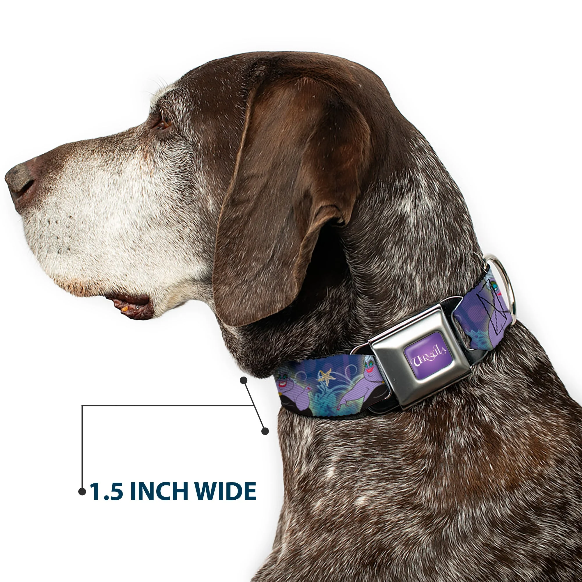 URSULA Full Color Purple-Fade/White Seatbelt Buckle Collar - Ursula 4-Poses/Shells/Ivy/Bubbles Purples/Blues - Image 7
