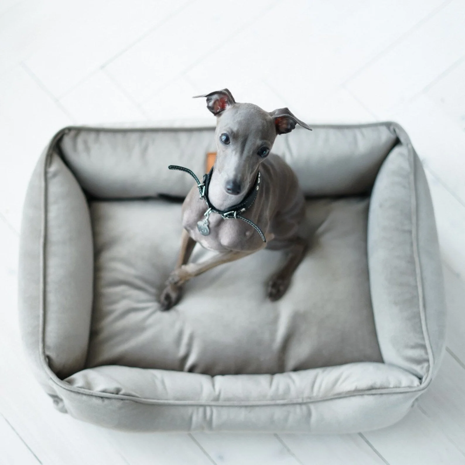 Velvet Dog Bed Dreamer - Image 5