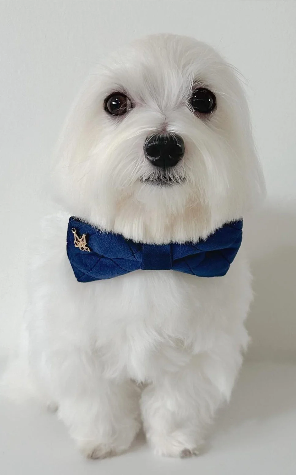 Velvet: The Karena Bow Tie - Image 2