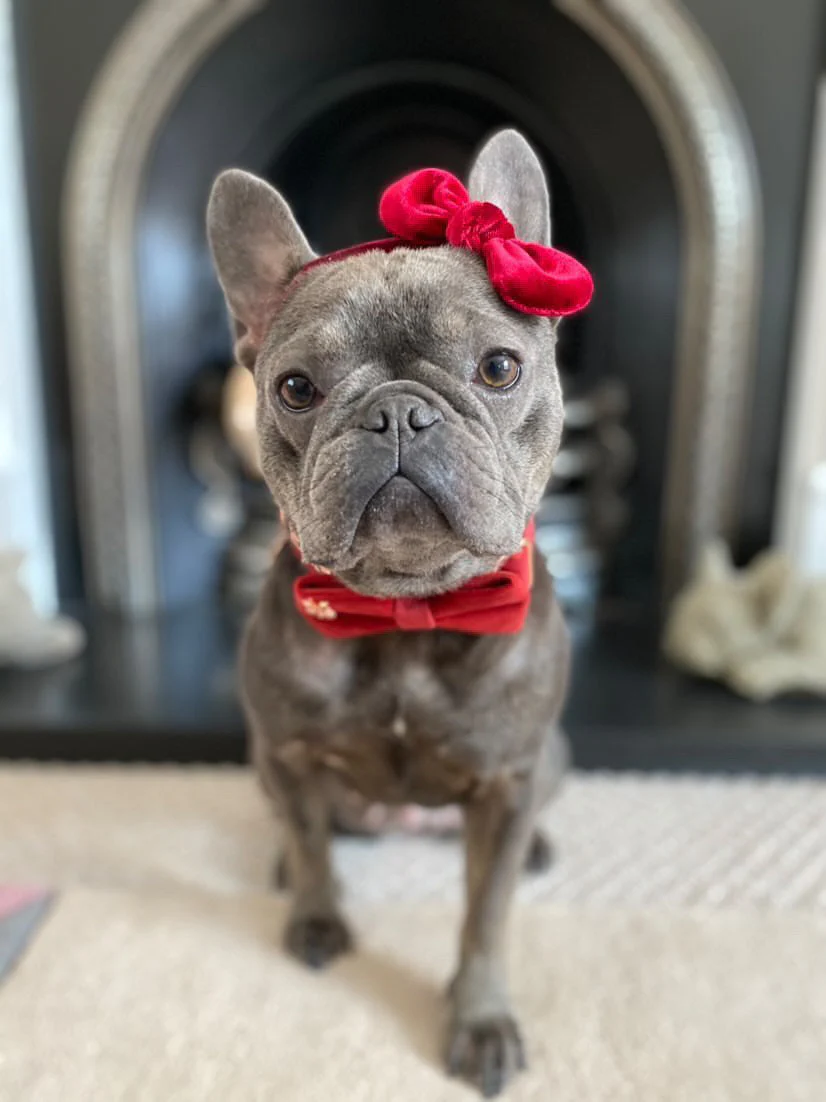 Velvet: The Mia Bow Tie - Image 2