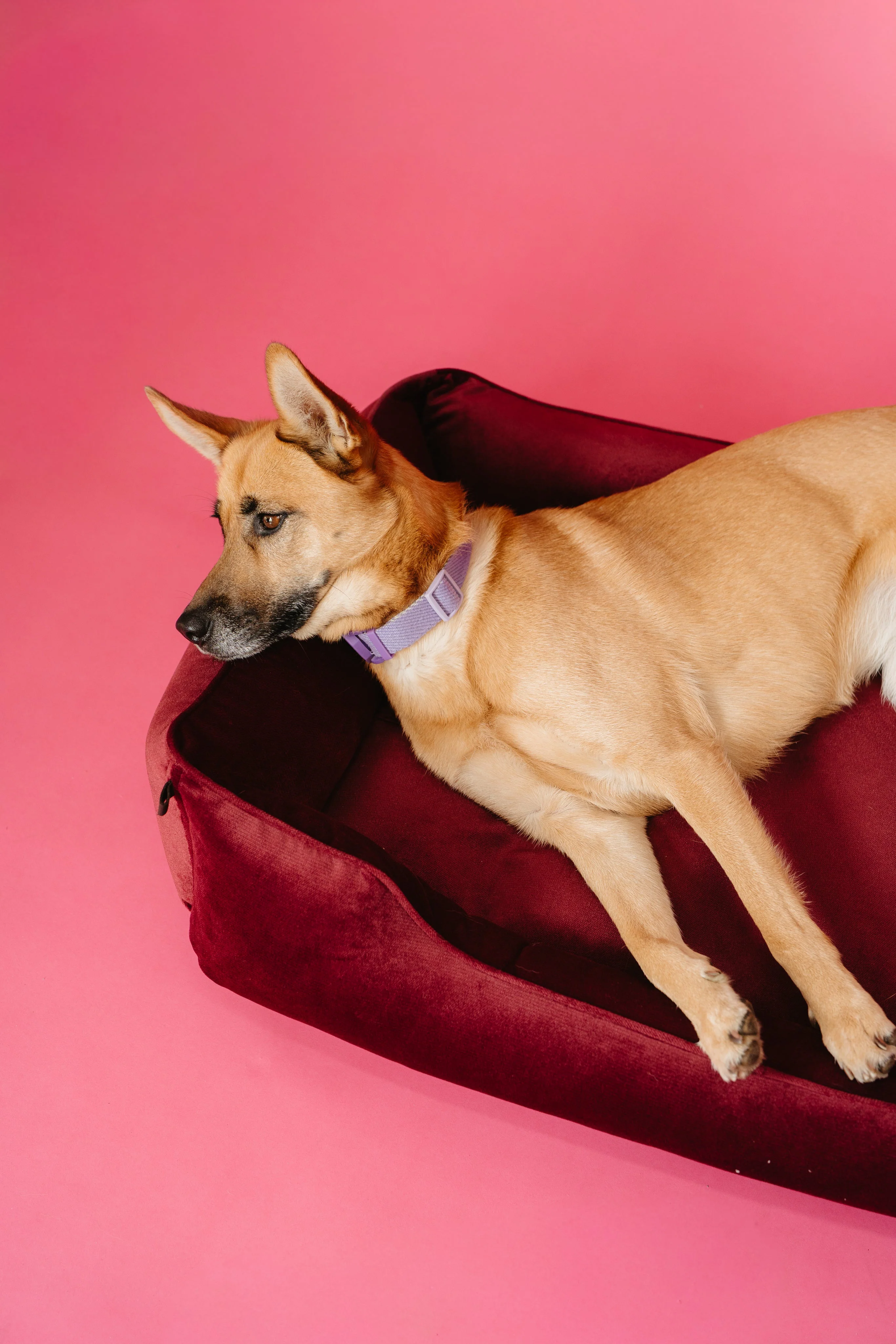 Vibrant Velvet Sleeper Dog Bed Wine - Image 6
