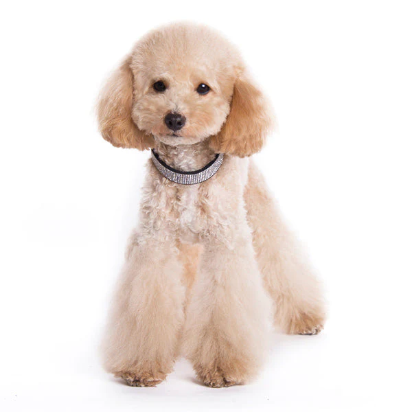 VIP Bling Collar - Image 8