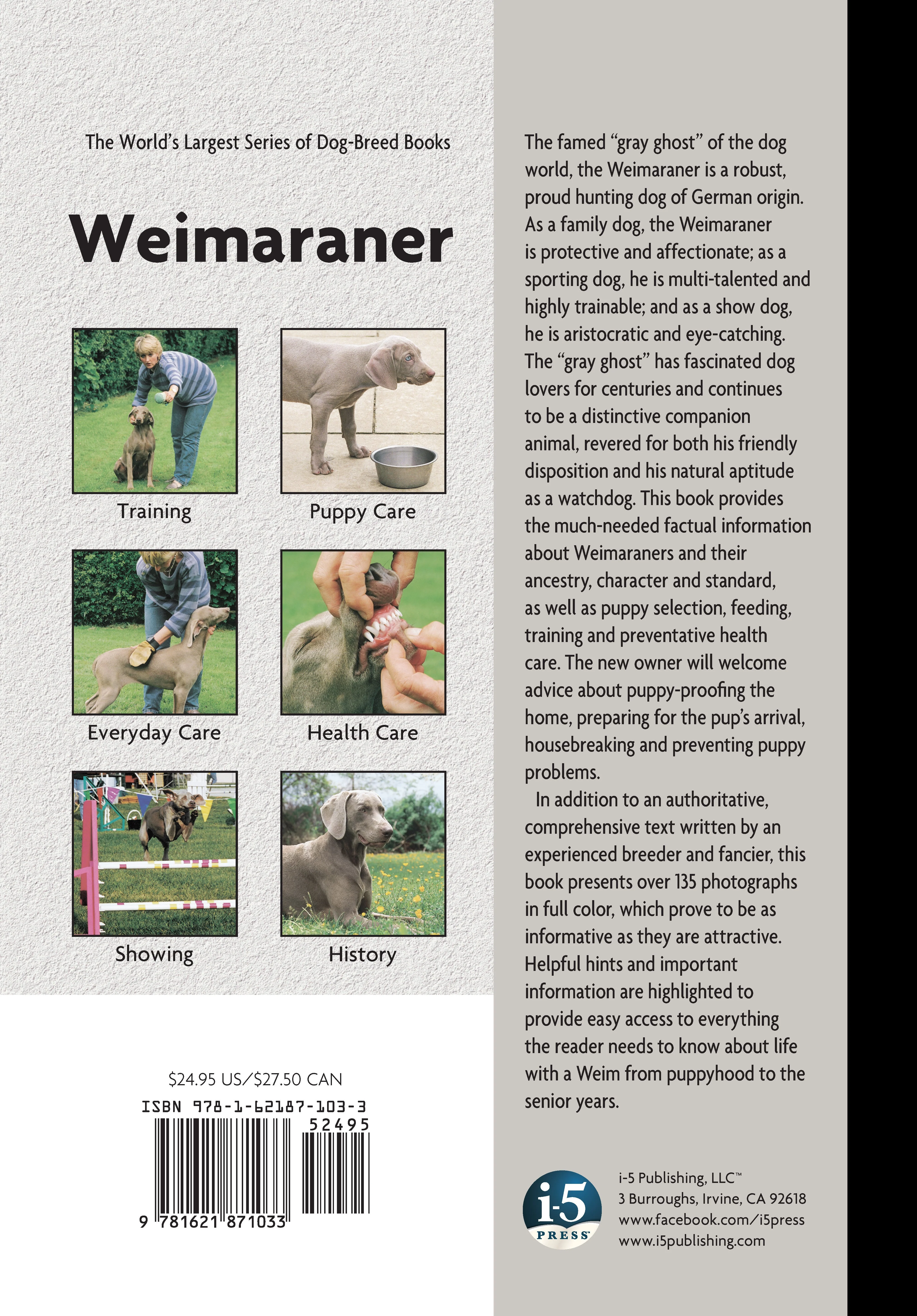 Weimaraner - Image 2
